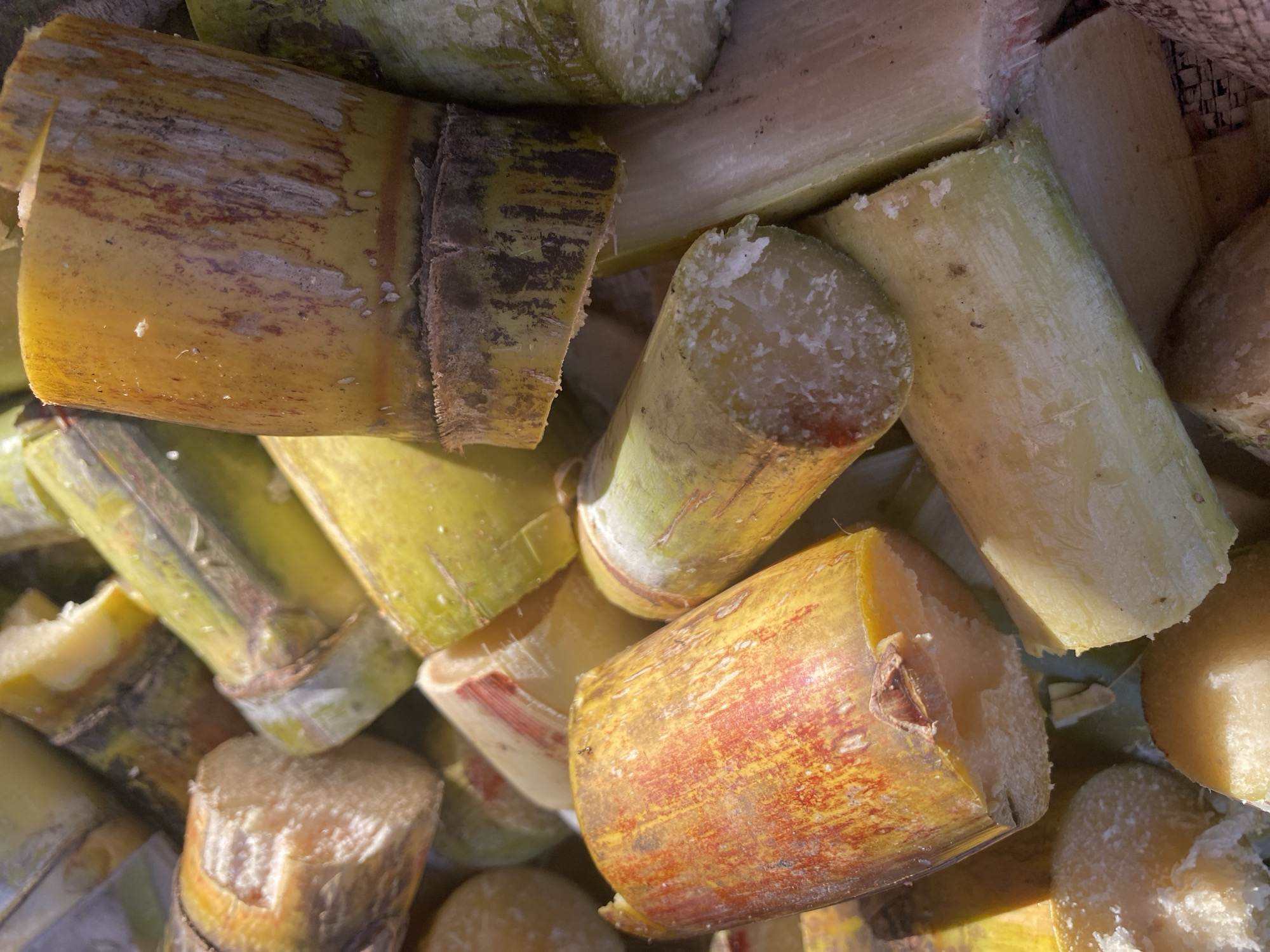 A close-up, overhead shot shows a pile of freshly cut sugarcane stalks. The stalks are cylindrical and vary in color, with some being a pale yellow-green and others displaying streaks of reddish-brown. The ends of the stalks are rough and fibrous, indicating they have been recently cut. Some stalks are partially peeled, revealing the lighter colored pith inside. The overall texture of the sugarcane is coarse and segmented. The lighting suggests an outdoor environment, possibly a market or a farm. The image is sharp and detailed, allowing for a clear view of the sugarcane's texture and color variations.