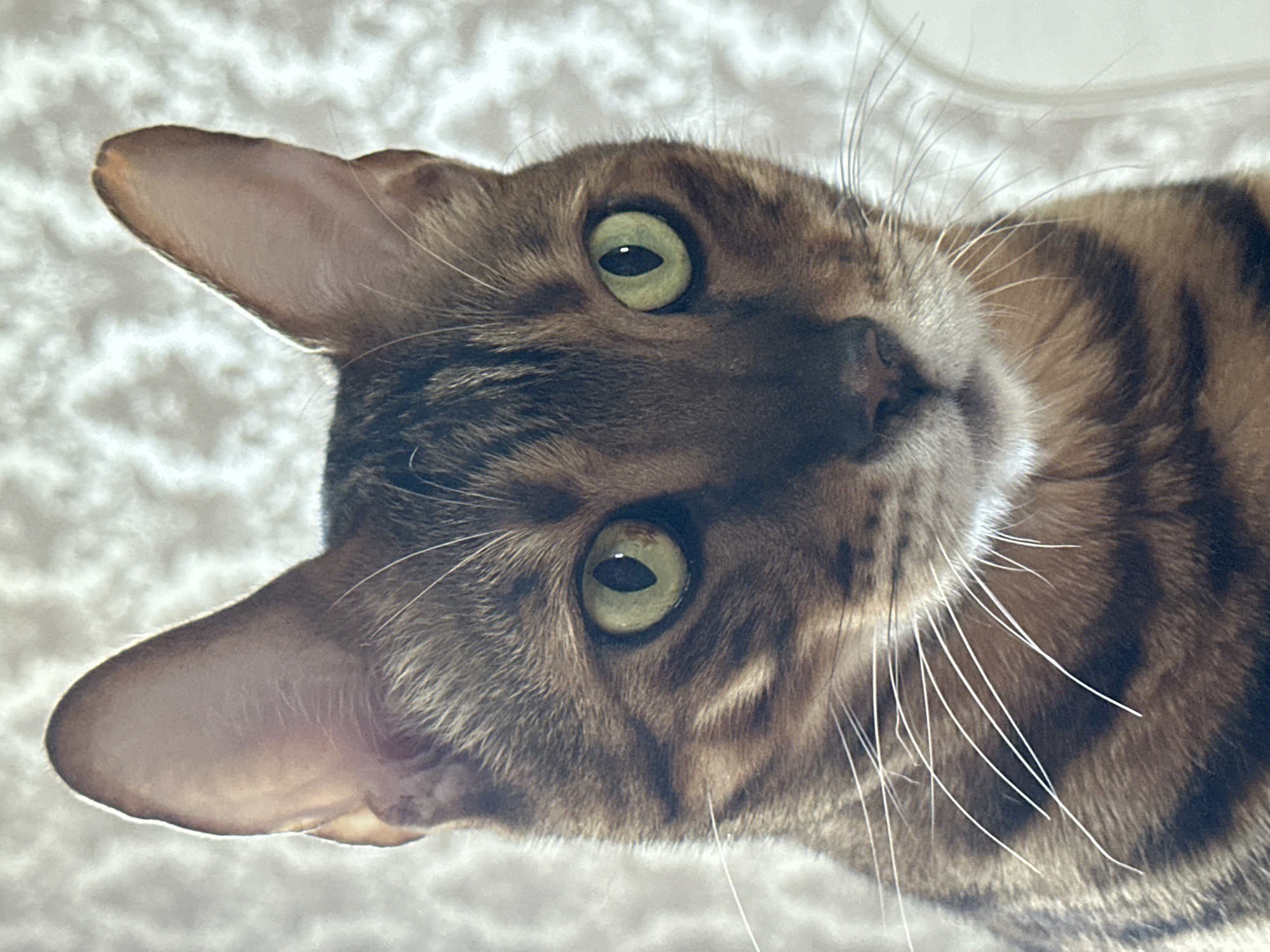 A close-up, head-on portrait of a Bengal cat. The cat has distinctive spotted fur, green eyes, and large, pointed ears. The background is out of focus and appears to be a patterned wallpaper. The image was taken indoors. No information about the city of Energetik, Russia, can be determined from this image.