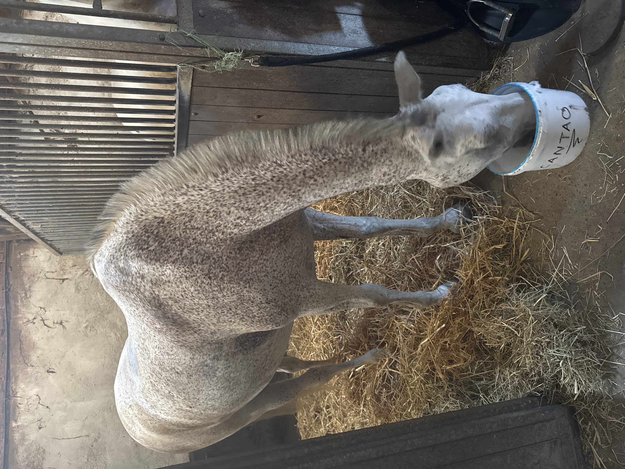 A dappled gray horse is eating from a white bucket labeled "CANTAO" in a stable. The horse is standing on a bed of straw, with wooden walls and metal bars forming its enclosure. The stable appears to be located in Estaimpuis, Belgium.