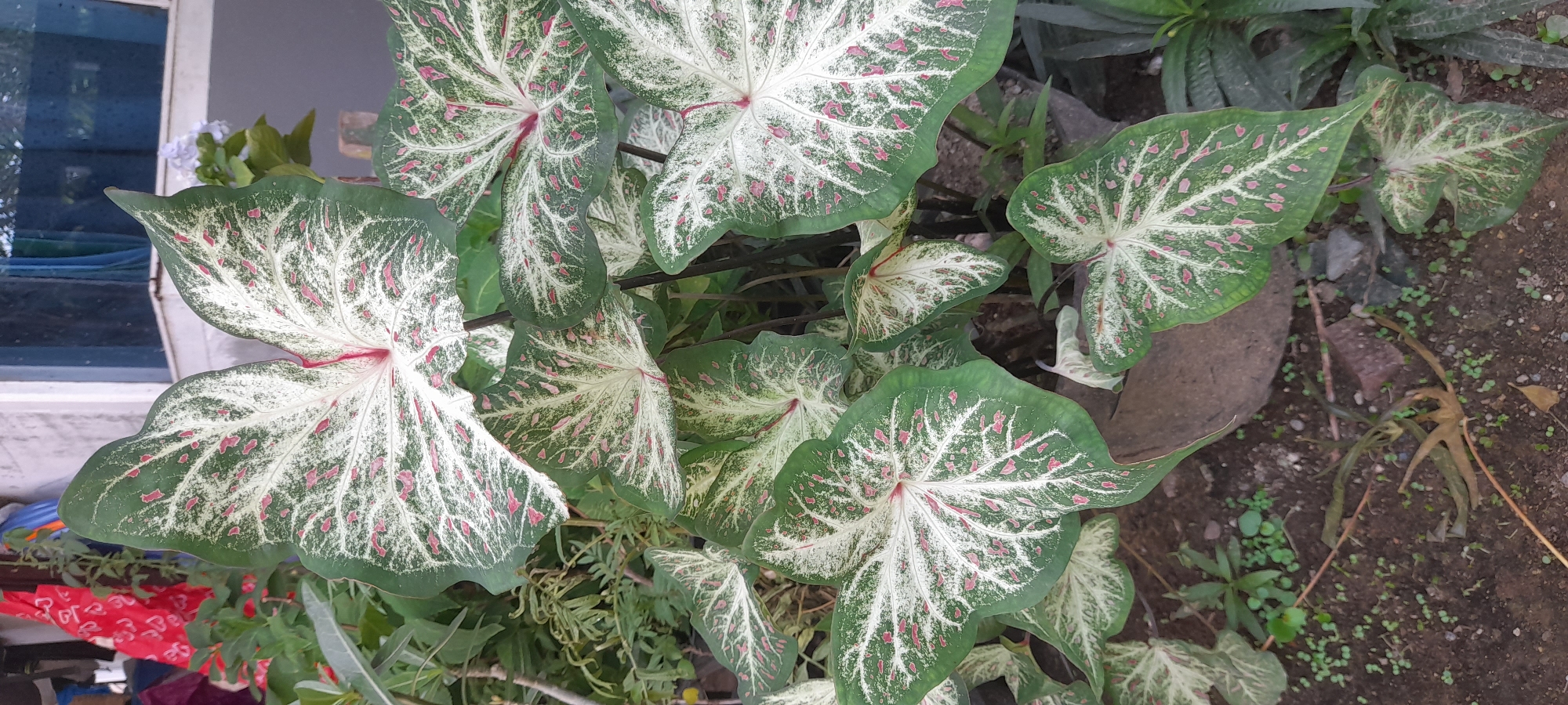 The image shows a cluster of Caladium plants with large, heart-shaped leaves featuring a green border, white veins, and scattered pink spots. The plants are positioned outdoors, near a window. The ground is visible, revealing soil, small weeds, and some decaying plant matter. There is a red, partially visible object beside the leaves on the left side. Given the metadata information, the location is Buketteukuh, Indonesia.