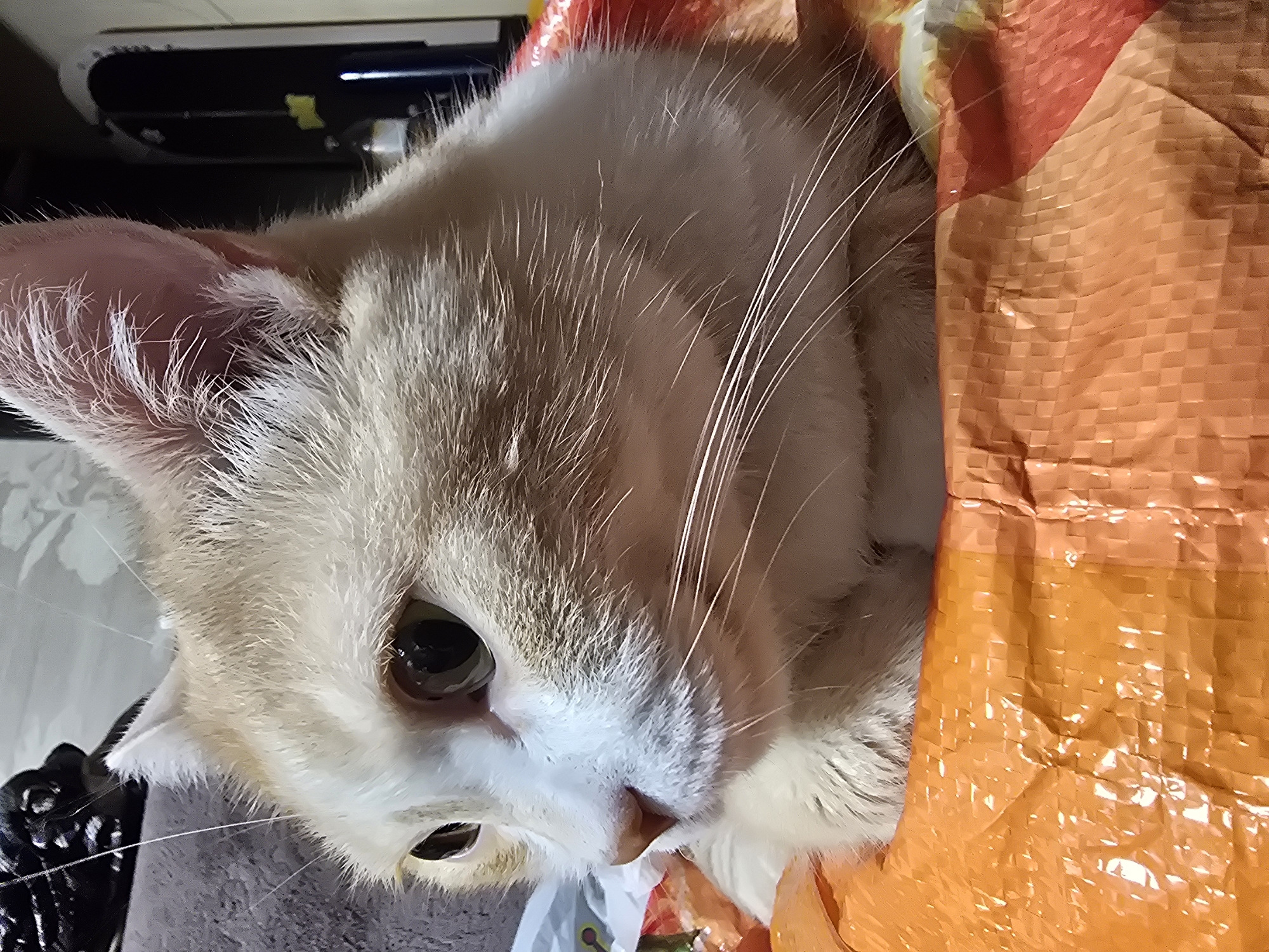 An orange and white cat with wide, dark eyes is nestled inside an orange woven plastic bag, likely used for carrying groceries or other goods. The cat's head is turned to the left, and its gaze appears to be directed at something outside the frame. The bag is slightly crumpled, indicating it has been used. In the background, a blurred dark object, possibly a piece of furniture or another bag, is visible on the left, and a portion of a black object with a white rim and some yellow detailing is on the right. The scene appears to be indoors, with artificial lighting. There are no people visible in the image. The setting does not provide any specific indicators to determine its location within the city of Krasnoyarsk, Russia.
