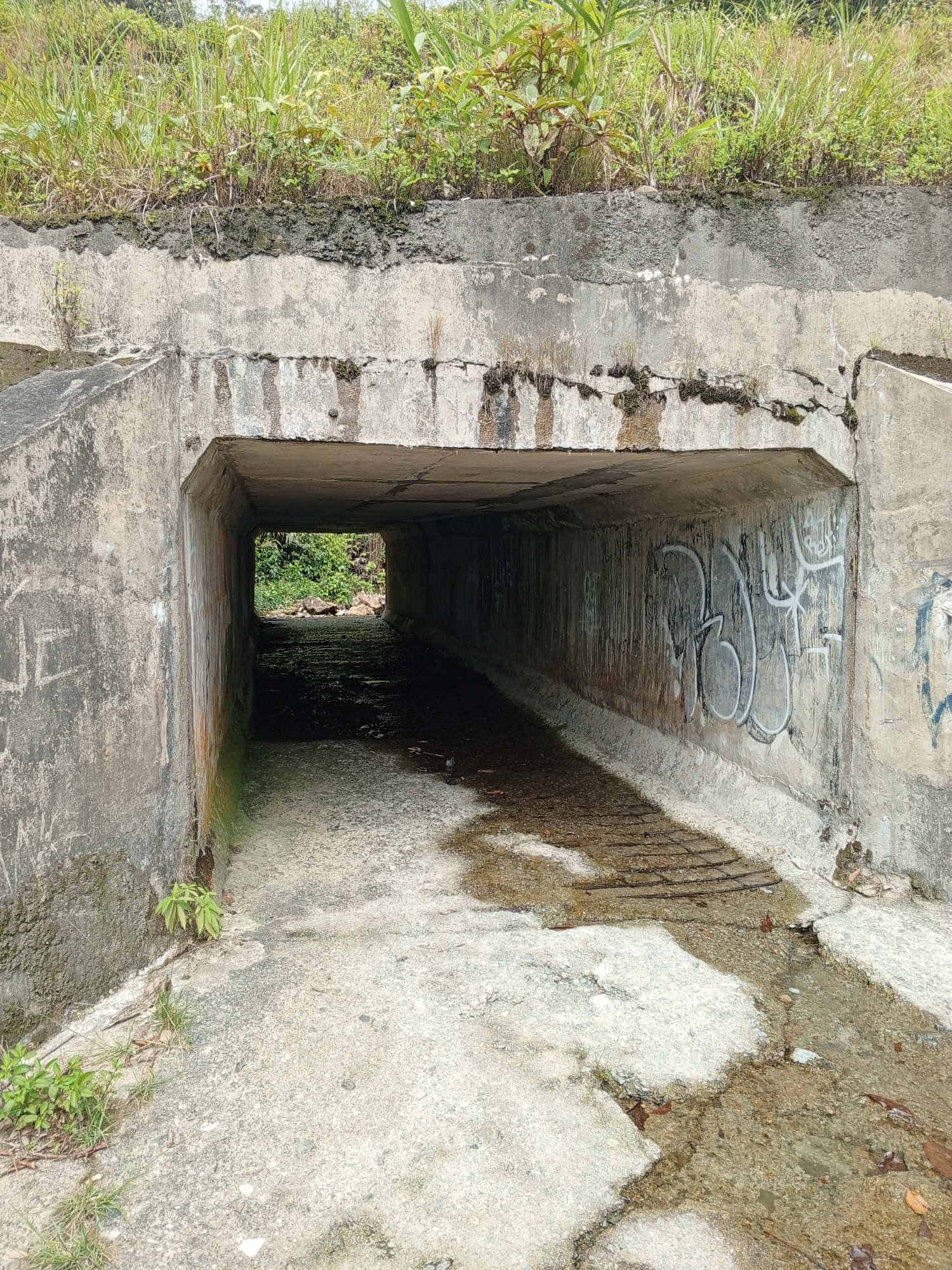 A concrete underpass is depicted from the perspective of someone standing just outside its entrance, looking into the dark interior. The underpass appears to be a passage for water or perhaps a small walkway, with a rough, uneven concrete floor that shows signs of dampness and pooling water. The walls of the underpass are stained and marked with graffiti, predominantly in a light gray spray paint. Vegetation, including tall grasses and small plants, grows abundantly on top of the underpass and along its exterior, suggesting an overgrown or neglected environment. The underpass leads to an opening where more dense greenery and some rocks are visible, indicating an outdoor scene beyond. The overall impression is one of an aged, utilitarian structure in a somewhat natural, unkempt setting.