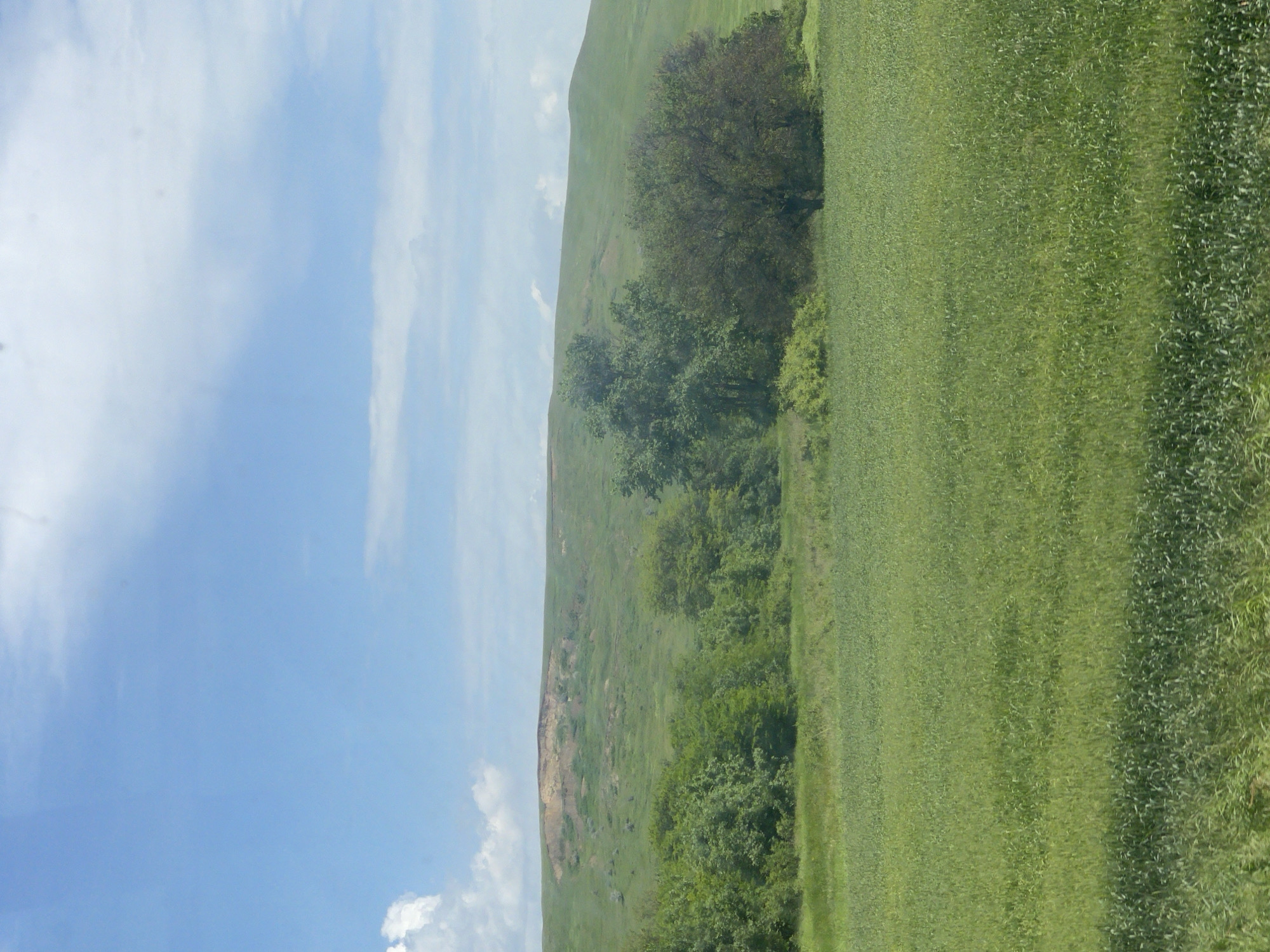 The image shows a landscape near Moskovskoe, Russia. A field of green grass occupies the foreground and right side of the image. A line of trees separates the field from a hillside in the background. The hillside appears grassy, with some patches of exposed earth. The sky is blue with scattered white clouds, taking up the left side of the frame.