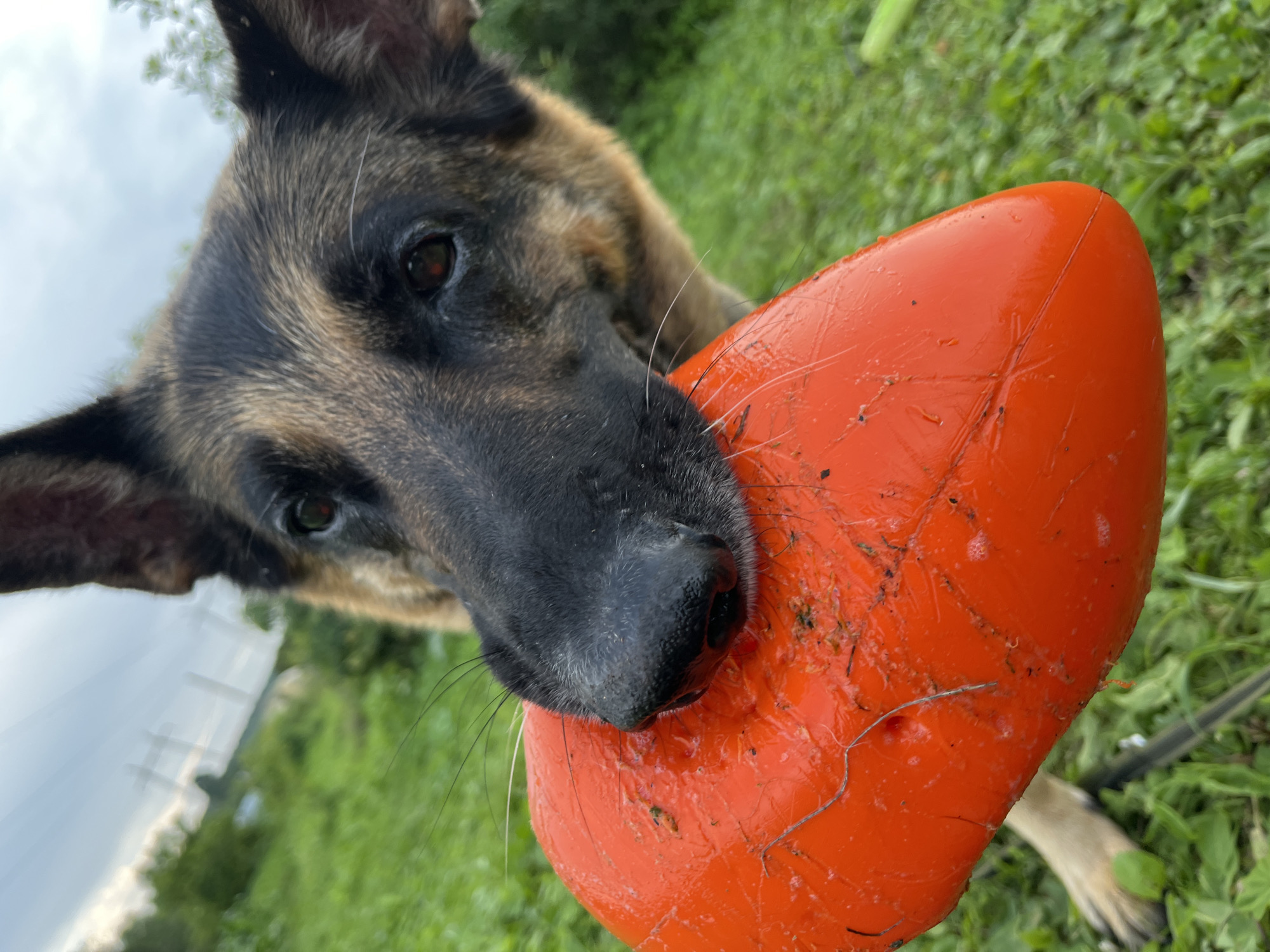 A close-up, eye-level shot captures a German Shepherd dog holding an orange, plastic frisbee in its mouth. The dog's head is prominent in the foreground, with its snout and one eye visible as it gazes towards the camera. The frisbee, slightly dirty and showing scuff marks, is positioned horizontally across the frame. In the background, blurred green foliage and a cloudy sky suggest an outdoor setting, possibly a park or a backyard. The image does not provide any specific information about the city of Nizhny Tagil, Russia.