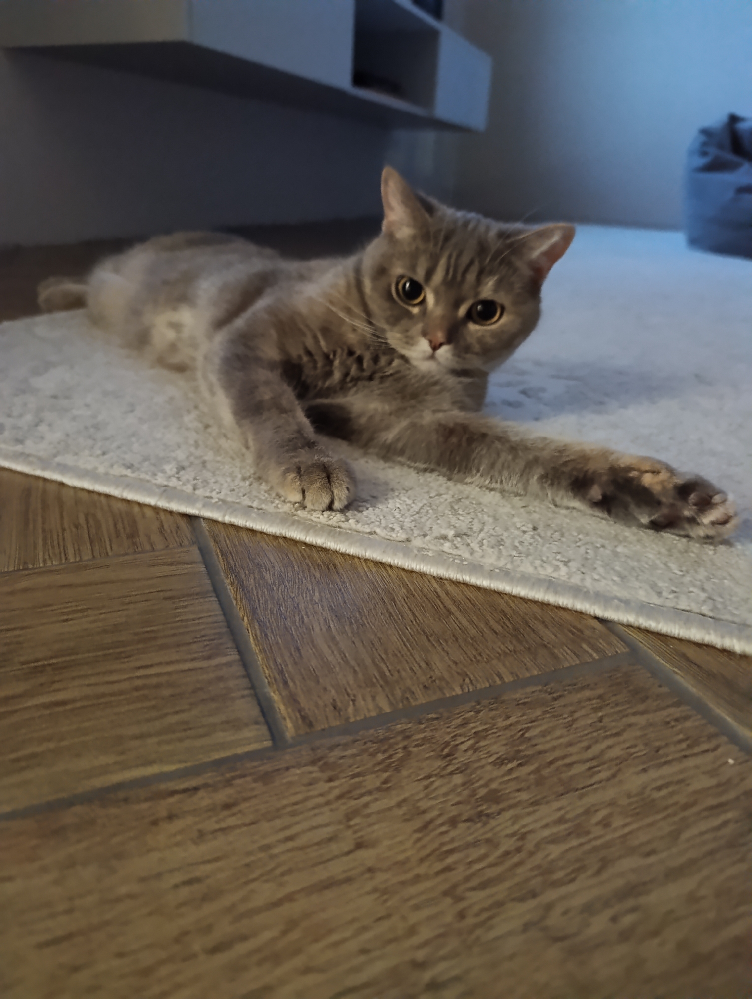 A cat is lying on a white rug. The rug is on a wooden floor with a tile pattern. In the background, there is a white cabinet and a grey beanbag chair.
