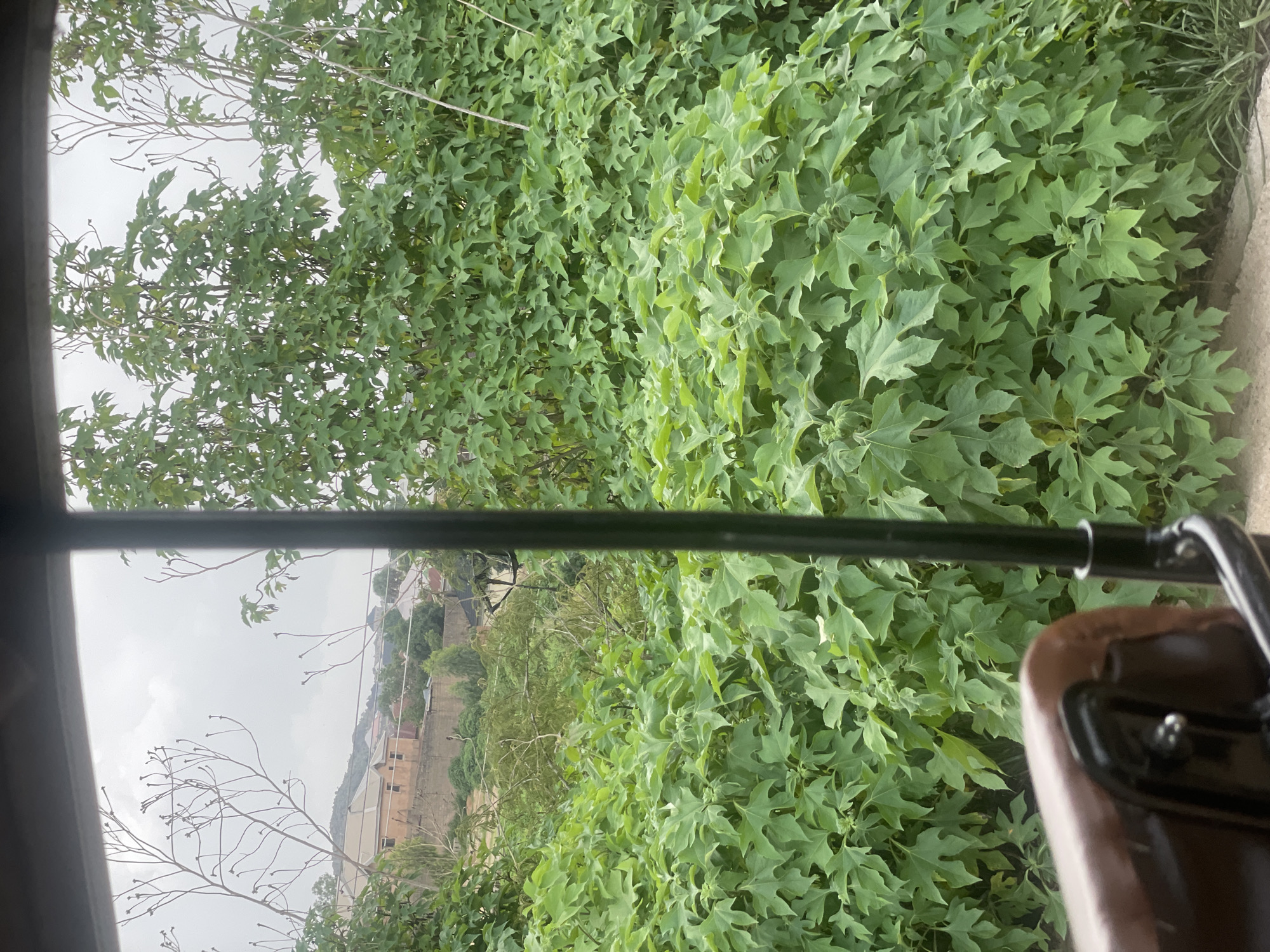 This image depicts a view through the window of a vehicle, possibly a rickshaw or a similar form of transport, on a cloudy day in Jos, Nigeria. In the foreground, the edge of a brown seat with black metal fixtures is visible on the left. A vertical black pole, part of the vehicle's frame, bisects the image.
The dominant feature of the scene is a dense growth of large, green, leafy plants that fill the mid-ground and extend into the background. These plants obscure much of the environment behind them. Beyond the foliage, a light-colored wall is visible, suggesting a property boundary. Above the wall, buildings with beige and reddish-brown roofs are scattered across a hillside, indicating a residential area. Bare, twiggy branches of trees are interspersed with the greenery, reaching towards the overcast sky. The overall impression is one of lush vegetation in an urban or semi-urban setting.