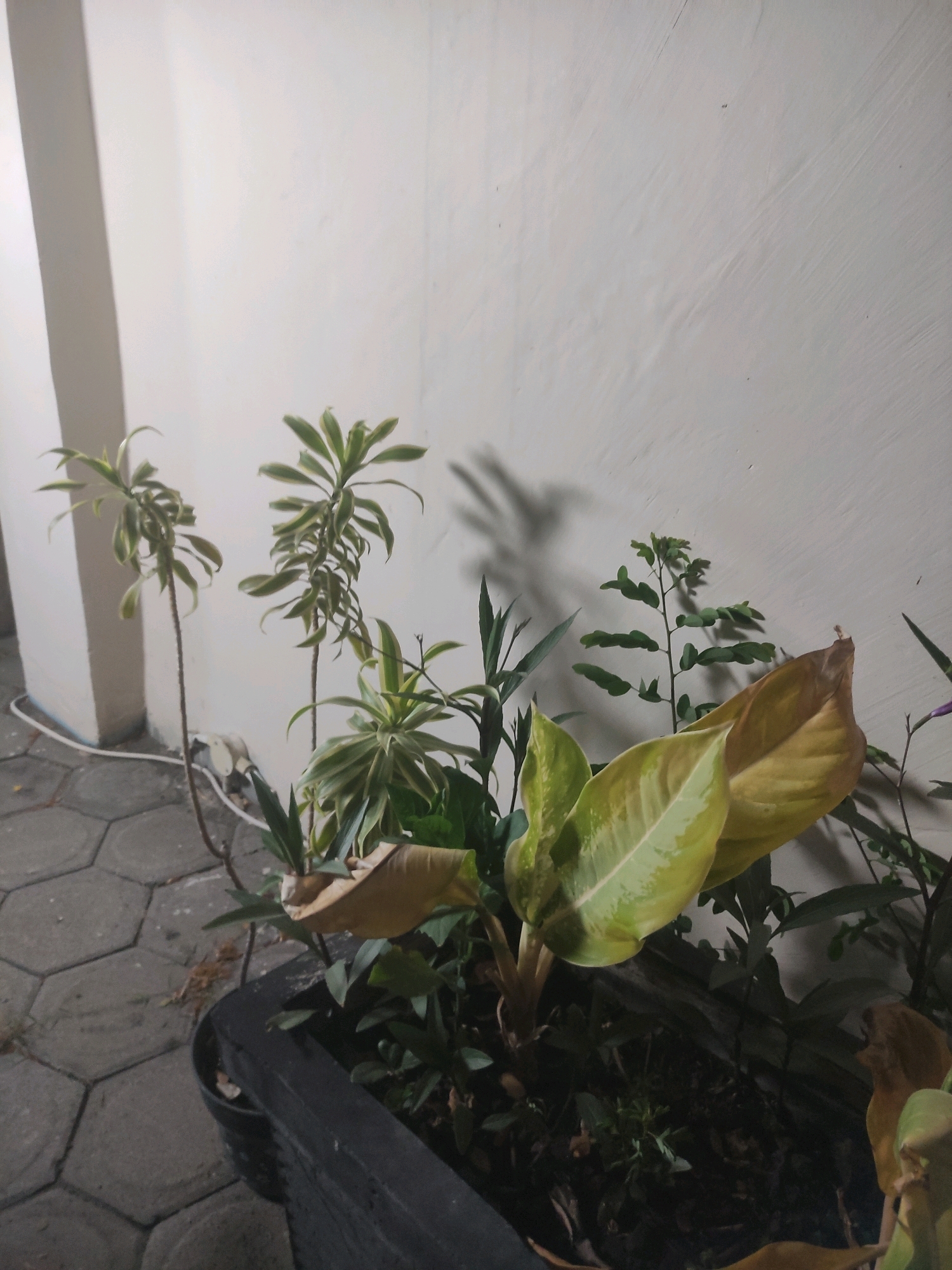 The image captures a nighttime scene outside a building in Ngasem, Indonesia, focusing on a planter box filled with various plants. The planter is made of dark material and sits on hexagonal paving stones. A tall, white pillar is visible to the left, with a white electrical cord running along the ground and connecting to an unseen power source. The wall behind the plants is white and illuminated, casting shadows of the foliage onto its surface. The plants themselves include several with thin, green and white striped leaves, and one larger plant with broad, yellowing leaves in the foreground. The overall lighting suggests artificial illumination, common in outdoor spaces at night.