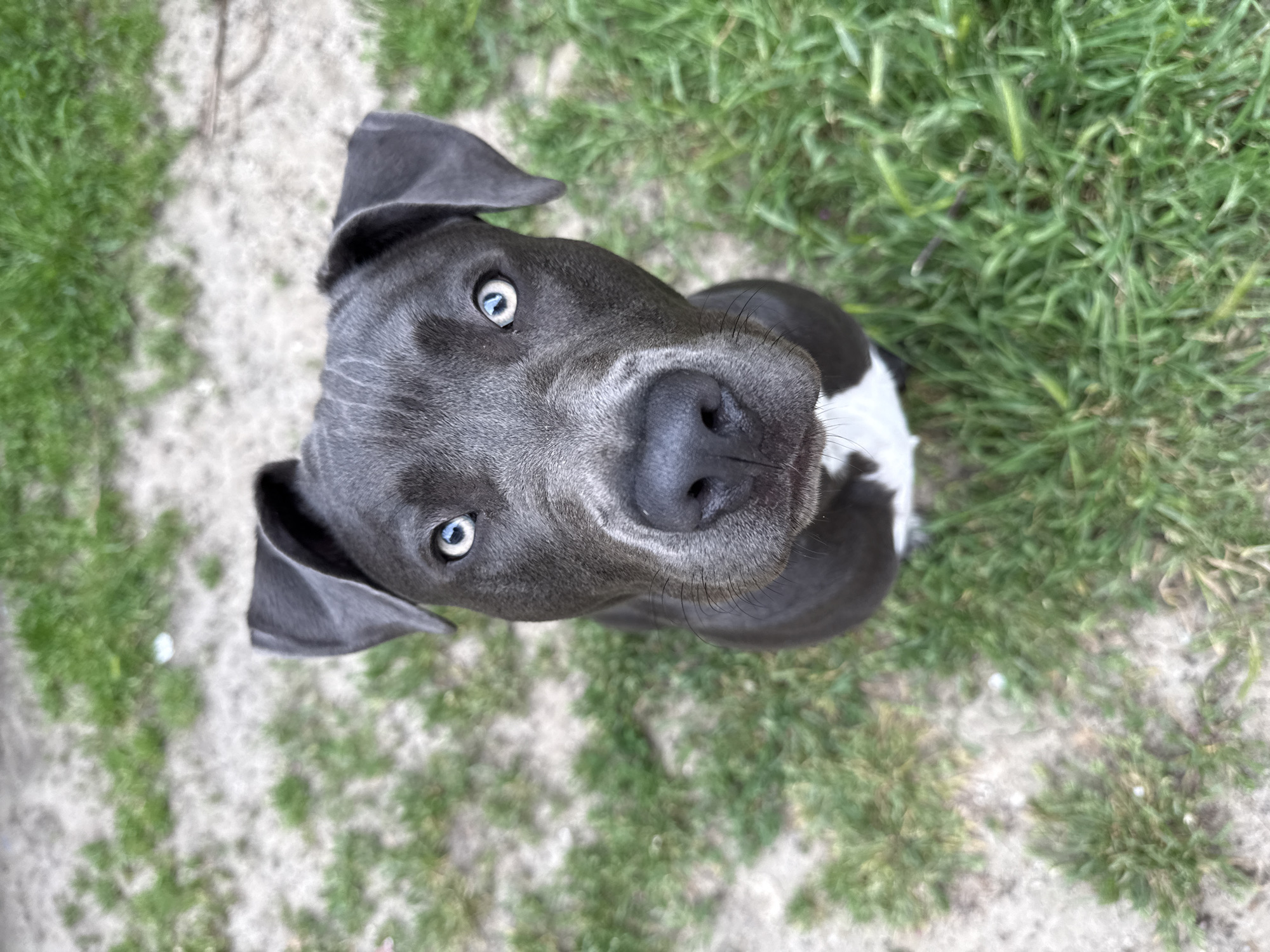 A close-up, high-angle shot of a gray pit bull-type dog with striking blue eyes, seated on grass and a sandy area. The dog's face is the primary focus, with a large, black nose prominently displayed. The surrounding environment consists of green grass and a lighter-colored sandy or gravelly area. There are no indications of the dog's location, that it is in Varna, Bulgaria, or that people are present.