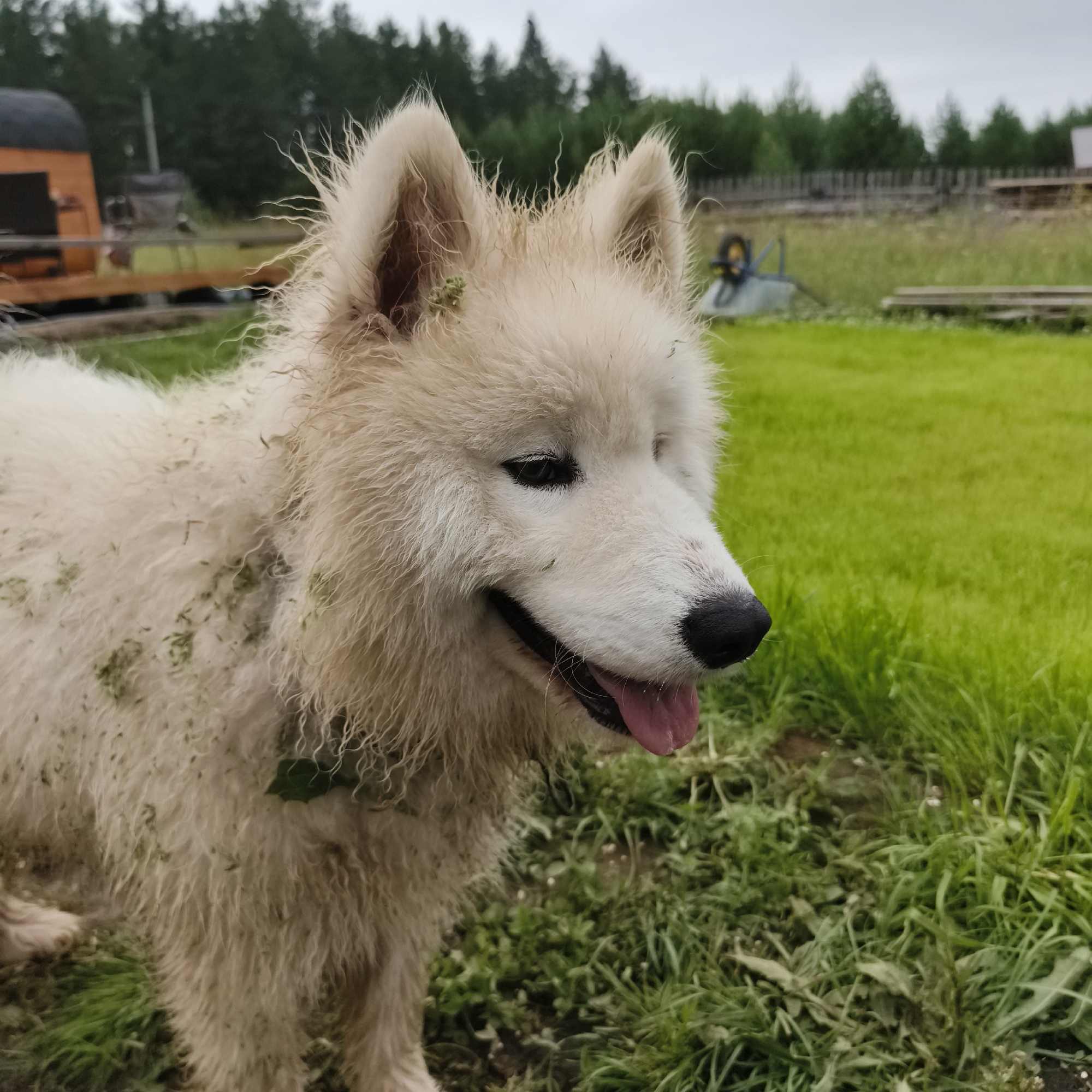 A fluffy, light-colored dog with its tongue sticking out stands in a grassy, outdoor area. The dog's fur is matted and appears to have grass clippings stuck to it. In the background, there is a wooden fence, a trailer, a wheelbarrow, and trees. The sky is overcast. The location is described as Chaikovsky, Russia, suggesting this is a rural or suburban setting within the city.