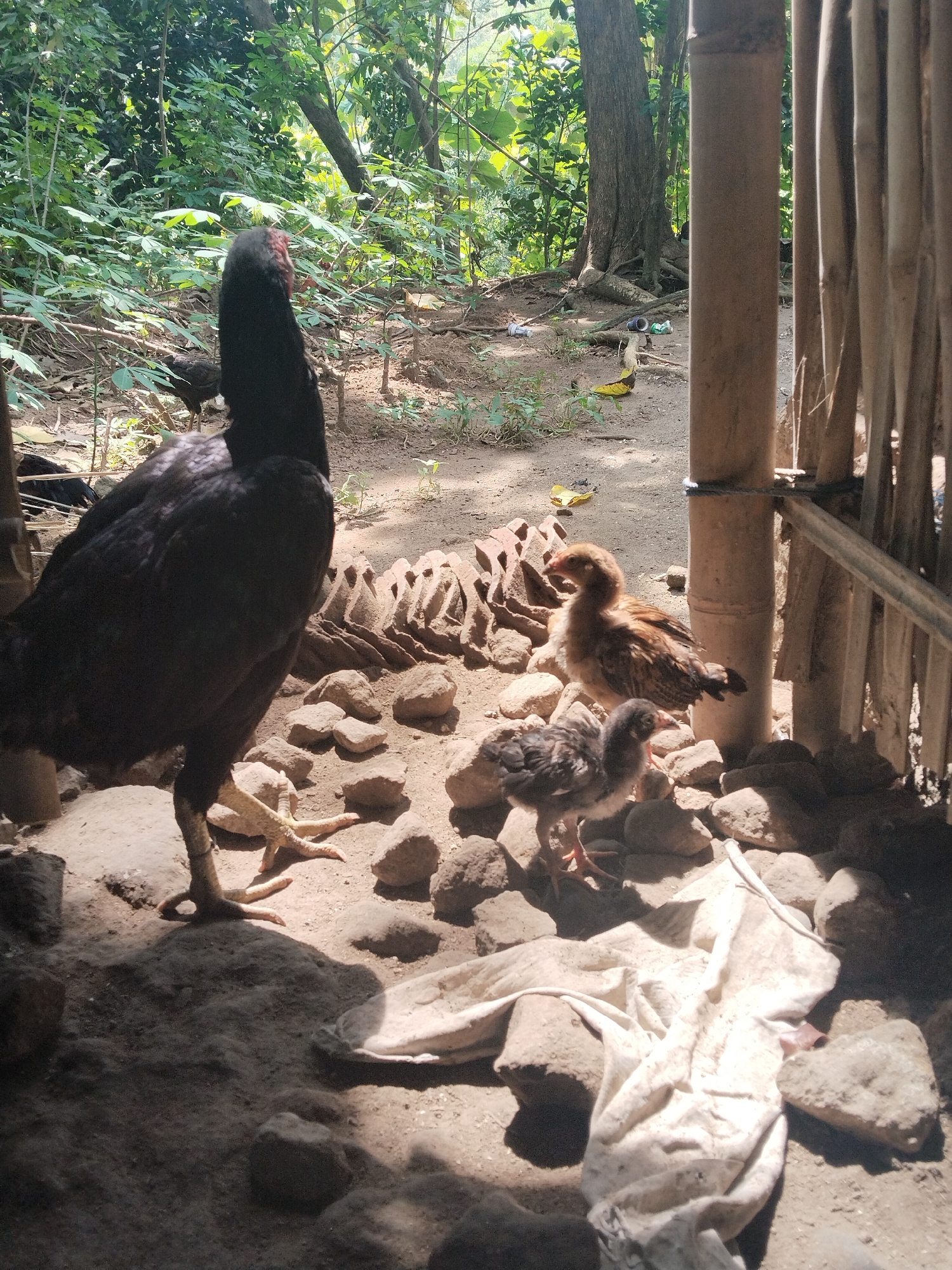 A medium shot captures a scene in an outdoor setting, possibly a rural area in Unknown, Unknown. The foreground is dominated by a large, black chicken, likely a rooster, standing prominently on the left side of the frame. To the right of the rooster are two chicks, one brown and one gray, standing among rocks and a piece of white fabric. In the background, there is a blurry view of a forest area with green foliage and trees. Wooden poles are also visible in the background, possibly forming a fence or structure. The scene is bathed in natural light, with some areas appearing darker due to shadows.