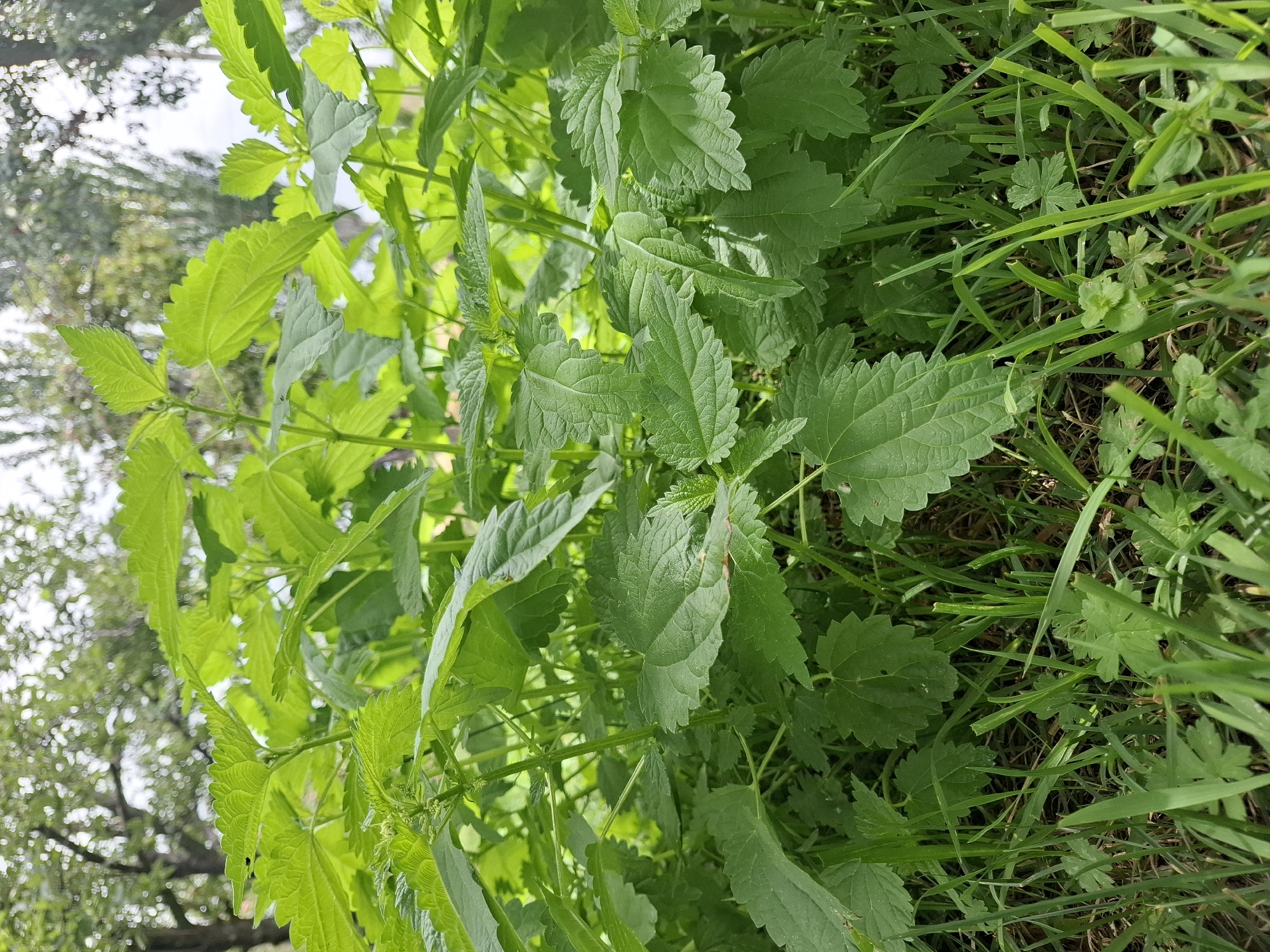 A low-angle, medium shot captures a dense cluster of bright green stinging nettle plants and grass. The nettle leaves are serrated and have a textured surface, with some small clusters of developing flowers visible. The plants are lush and verdant, suggesting a healthy environment. The background is softly blurred, showing the dappled light filtering through trees and branches, indicating an outdoor setting likely in a park or natural area. The image appears to be taken in Jeti-Ögüz, Kyrgyzstan, though no specific landmarks are identifiable. The scene is devoid of any human presence or discernible activity.