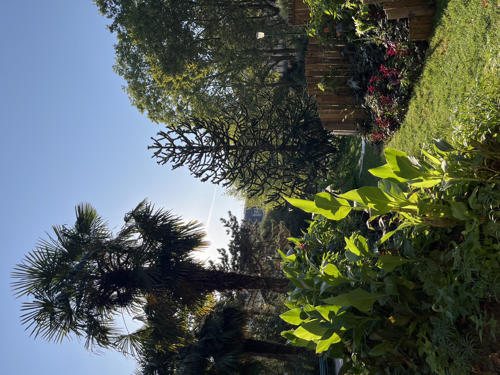The image depicts a sun-drenched garden scene, likely in Paris, France, given the architectural hints and the prevalence of certain flora. In the foreground, lush green plants with large, broad leaves are illuminated by the morning sun, casting soft shadows on the well-maintained green grass. To the right, a low, curved wooden fence encloses a flowerbed with vibrant red and purple flowers. In the background, several palm trees stand tall, their fronds silhouetted against a clear blue sky. Beyond the palm trees, other mature trees create a dense canopy, with glimpses of buildings suggesting an urban environment. A singular, tall, and distinctively branched tree, possibly a Monkey Puzzle tree, stands out amidst the foliage. A lamppost with a solar-powered light is visible near the wooden fence. The scene evokes a sense of tranquility and natural beauty within a city setting.
