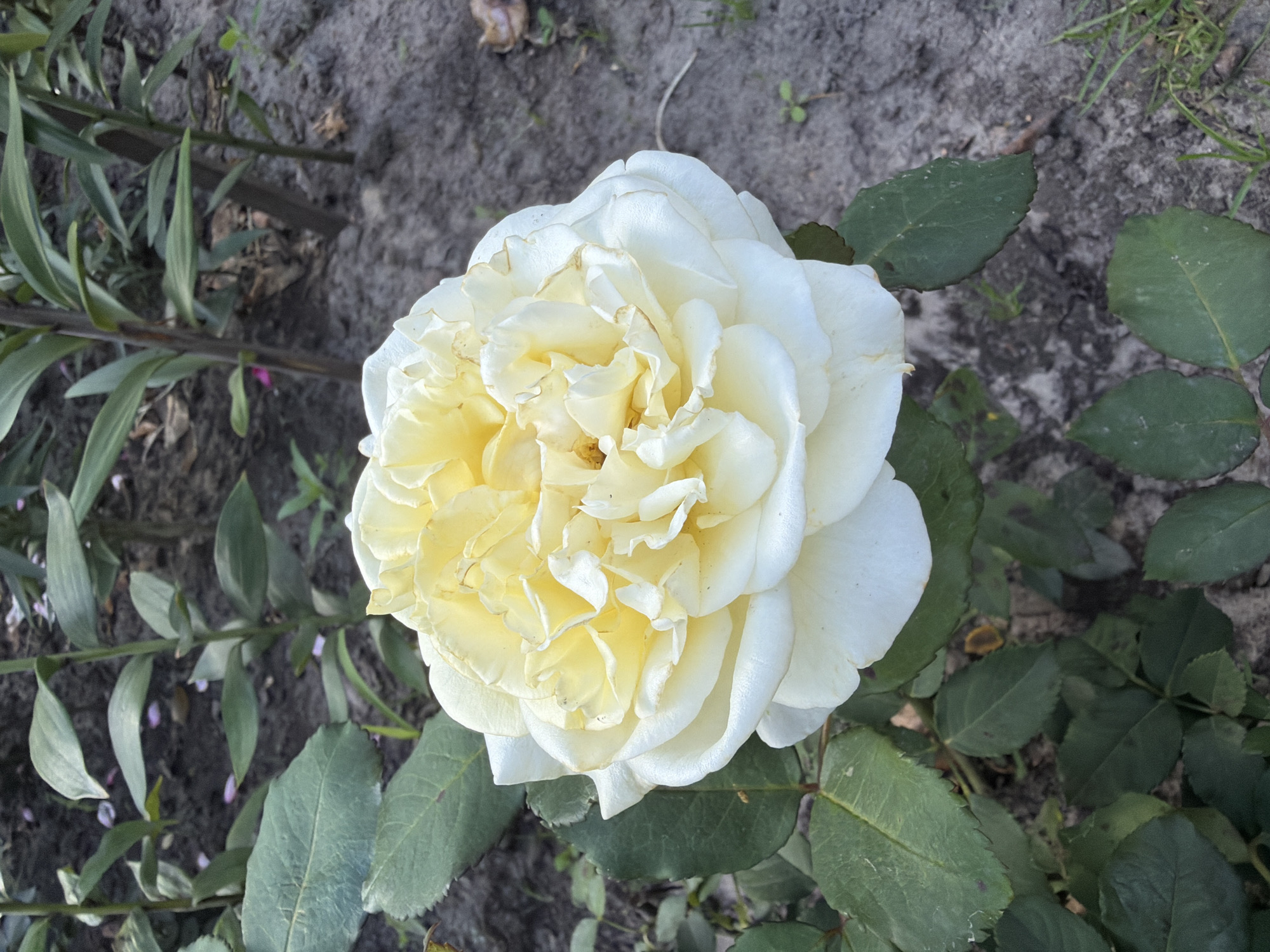 This is a close-up, eye-level, outdoor photograph of a single, light yellow and white rose in bloom, situated in a garden bed. The rose is positioned centrally in the frame, with its petals unfurling in a full, ruffled bloom. The outer petals are a creamy white, gradually transitioning to a soft yellow towards the center of the flower. The background consists of dark soil, interspersed with green foliage from the rose bush and other plants, some of which are taller and have thin stems with leaves. There are also a few scattered pink petal fragments on the soil surface. The lighting suggests it is daytime, with natural light illuminating the scene. There are no people or animals visible in the image. The overall impression is one of natural beauty and tranquility in a garden setting. The image does not contain any specific visual cues that would allow for its identification within the city of Snovsk, Ukraine.