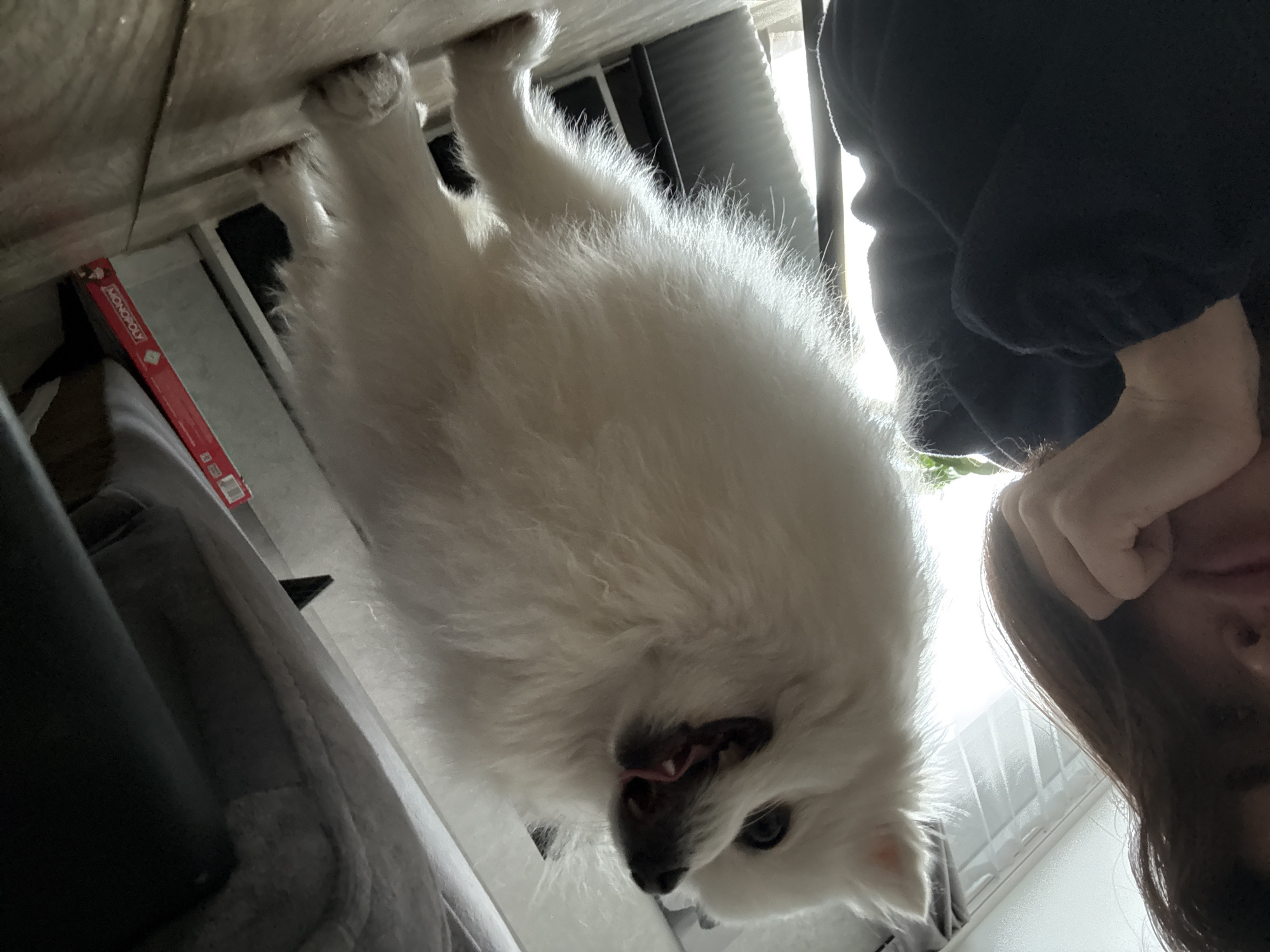 The image is a low-angle, rotated portrait (originally rotated 90 degrees counter-clockwise) featuring a white fluffy dog and a person indoors in Lobanovo, Russia.
A fluffy white dog, possibly a Pomeranian or American Eskimo Dog, is positioned centrally, looking upwards towards the camera. Its mouth is slightly open, revealing its tongue and teeth, and one blue eye is visible, giving it an appearance of panting or a happy expression. Its bright white fur is illuminated by strong backlighting.
On the right side of the frame, partially visible, is a person with long brown hair, wearing a dark long-sleeved garment. Their chin rests on their hand, and they are looking towards the dog/camera.
The background features a brightly lit window with vertical blinds or curtains on the right, creating a halo effect around the dog's fur and the person's outline. On the upper left, there is a light-colored wooden floor or surface. Below and to the left of the dog, a red box with the word "MONOPOLY" is visible, resting on what appears to be a lower shelf or piece of furniture. A dark grey upholstered surface is also visible in the bottom left. The bright lighting suggests the photograph was taken during the daytime. The scene captures a casual and intimate moment between the pet and its owner.