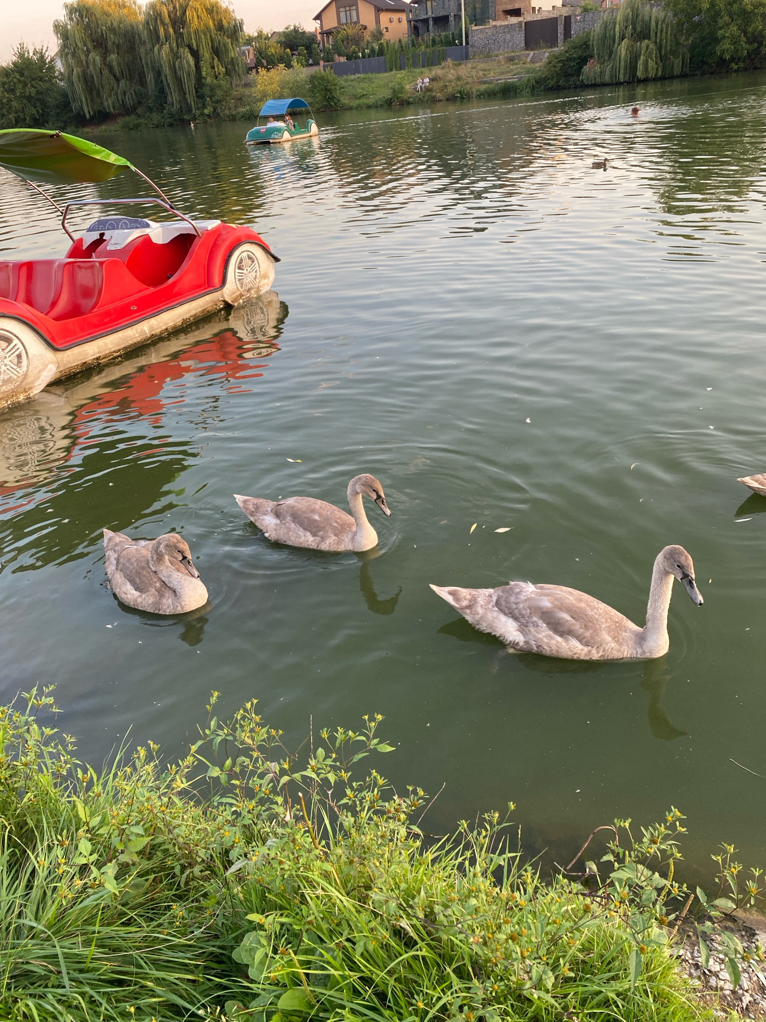 The image shows a body of water, likely a lake or river, in Vinnytsia, Ukraine. The water is calm with ripples reflecting the surrounding environment. In the foreground, lush green grass and small yellow-flowered plants grow along the bank.
Several young swans, with their characteristic grey plumage, are swimming in the water. One swan is positioned further to the right, appearing to swim towards the right side of the frame. Two other swans are closer together to the left, with one slightly ahead of the other.
In the background, a red paddleboat designed to resemble a car is docked or stationary near the shore, with its green canopy extended. Further in the distance, another paddleboat, green in color and with a canopy, is visible on the water with two people inside.
The background also shows a developed area with houses and trees lining the opposite bank. The sky is visible at the top of the image, suggesting it is either early morning or late afternoon, with a soft, natural light illuminating the scene. The overall atmosphere is serene and tranquil.