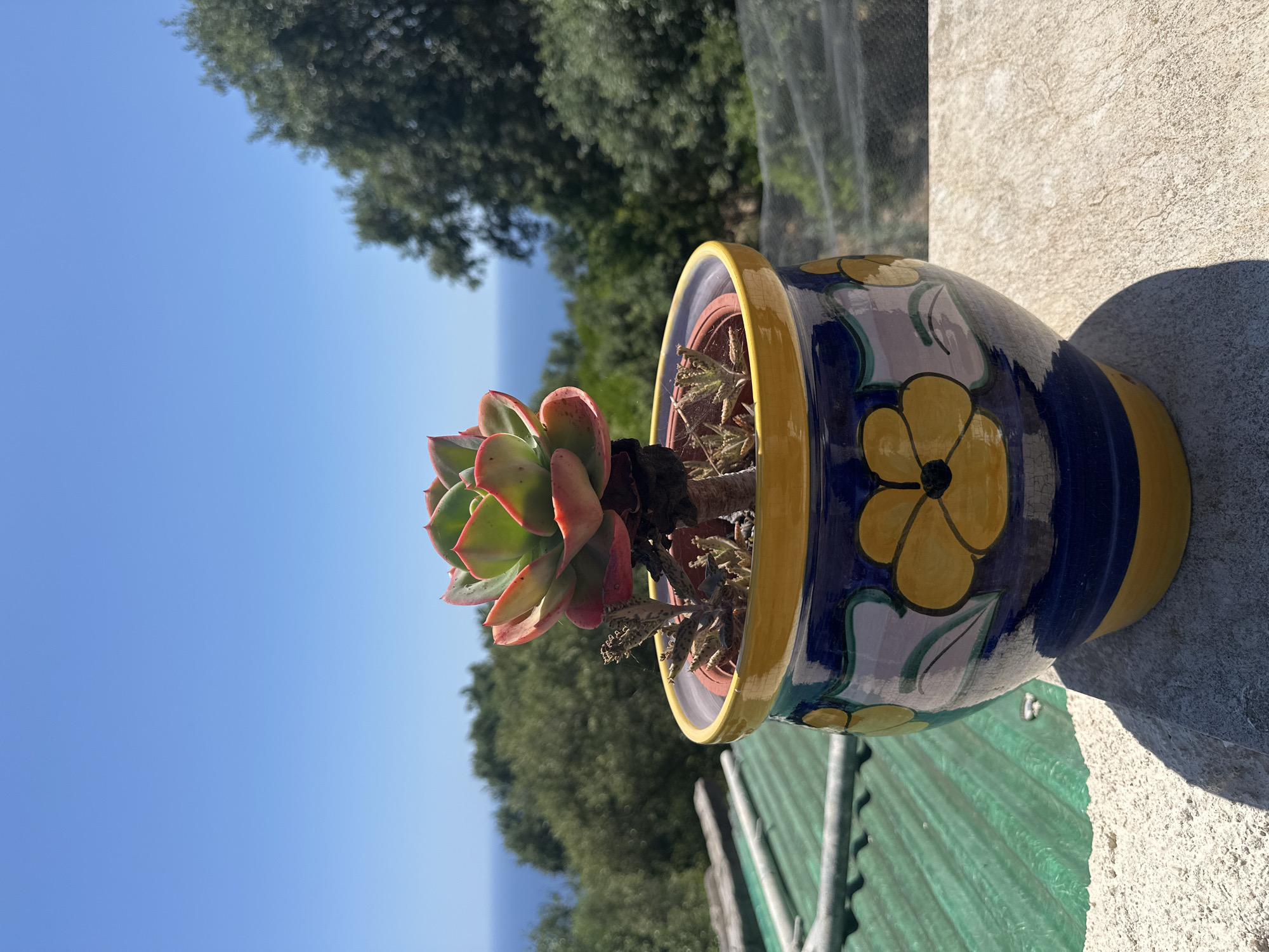 A close-up, eye-level shot features a succulent plant in a decorative ceramic pot placed on a rough, light-colored ledge. The pot is cylindrical with a yellow rim and base, adorned with a blue band featuring yellow flowers and green leaves. The succulent, with its layered red and green leaves, is centrally positioned within the pot. Behind the pot, a blurred background reveals lush green trees and a distant view of the sea under a clear blue sky. To the left of the pot, a green corrugated surface, possibly roofing material, is visible. The scene suggests an outdoor setting, likely a balcony or terrace, in Sant Feliu de Guíxols, Spain, given the Mediterranean vegetation and the glimpse of the sea. There are no people or animals in the image.
