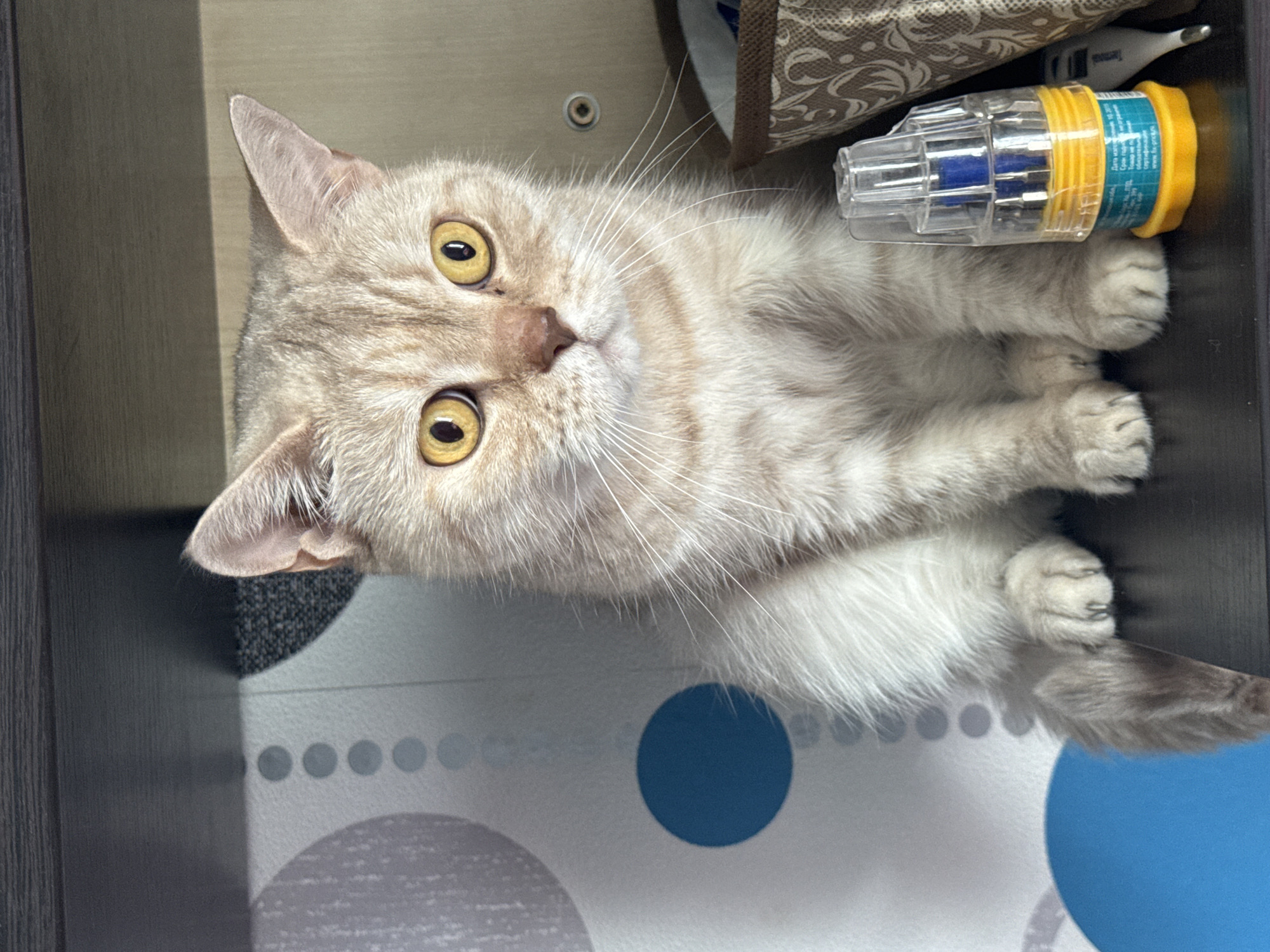 A tan and white tabby cat with large yellow eyes is lying on a surface with a pattern of light gray and blue circles, inside a dark-colored drawer. A clear plastic pill container with a yellow cap, a beige patterned bag, and a digital thermometer are positioned behind the cat. The photograph was taken indoors in the city of Chaikovsky, Russia.