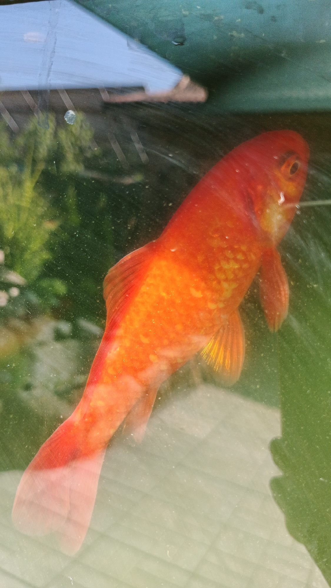 A single orange goldfish swims in a body of water. The fish is positioned diagonally in the frame, with its head at the top right and its tail extending towards the bottom left. The water appears somewhat murky with small particles suspended in it, and there are reflections on the surface. In the background, out of focus, are green, leafy shapes and a blue, angular object. The scene is consistent with an outdoor environment, possibly a pond or aquarium. The location is Kryvyi Rih, Ukraine.
