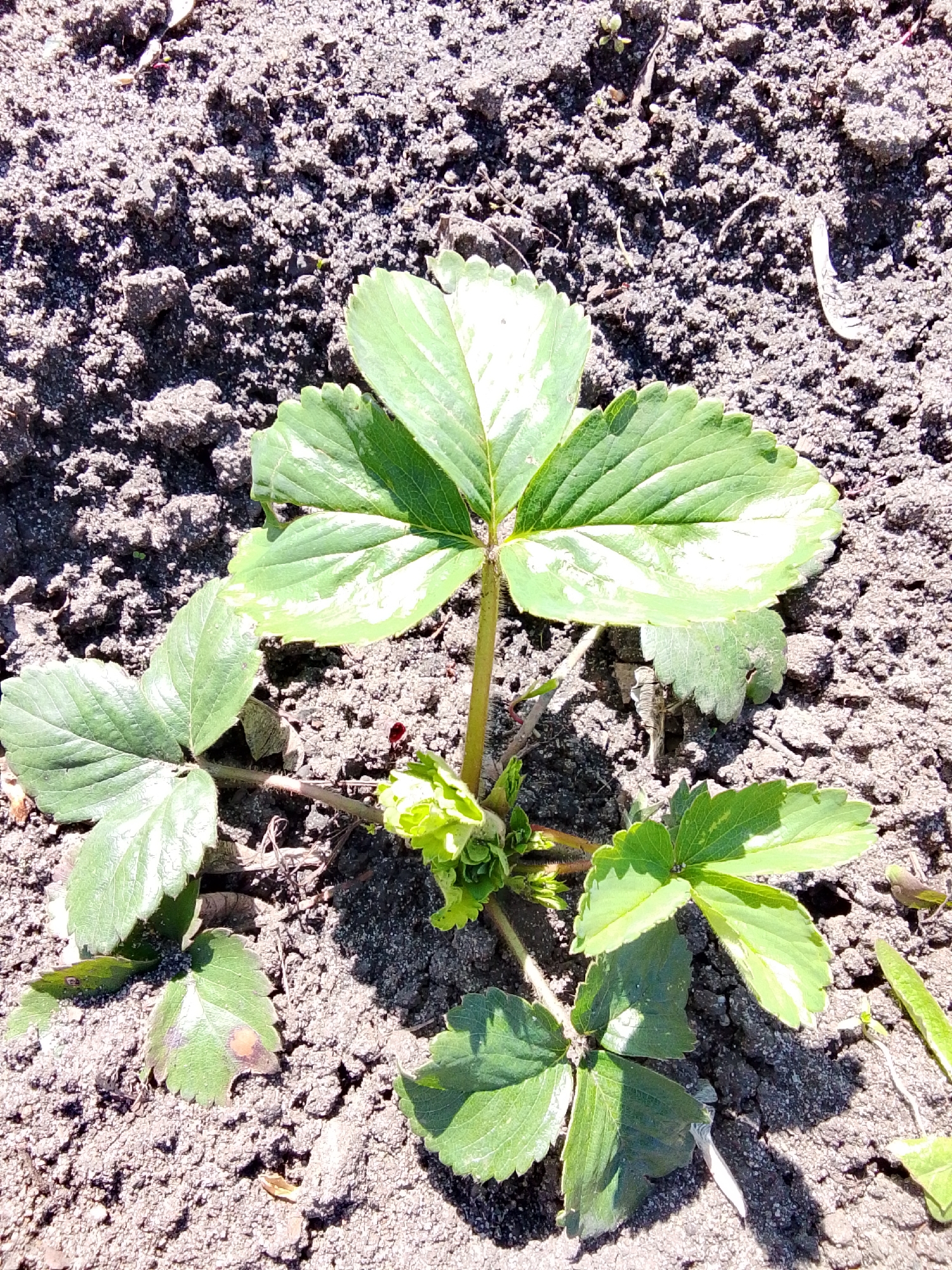 A strawberry plant is centered in the frame, set against dark, cracked soil. The plant exhibits a cluster of green leaves with scalloped edges. Some leaves display white patches, potentially indicating variegation or sun damage. A few stems sprout from the base of the plant. The surrounding soil is dry and uneven, suggesting a garden or agricultural setting. The location is specified as Khlevnoye, Russia. No other people or objects are visible.