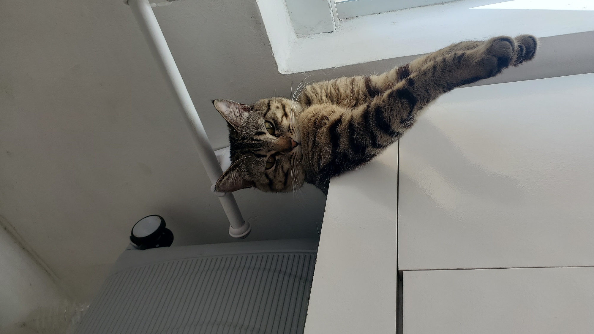 An indoor scene in an unidentified room within the city of Curitiba, Brazil, presents a domestic tabby cat with distinct brown and dark striped fur as the primary subject. The cat is positioned on a flat, white surface, consistent with the top of a cabinet or shelf, viewed from a low angle. Its body is mostly on the surface, while its front paws extend over the edge, hanging vertically downwards. The cat's head is turned directly towards the camera, displaying prominent whiskers and eyes that appear partially closed or squinted, suggesting a relaxed or observant state.
To the upper left of the cat, a large, vertically striped object, possibly a utility appliance or a curtain, is partially visible. Above this object, a small, black circular mechanism with a white center, resembling a castor wheel or a wall-mounted light, is affixed to the wall or ceiling. A white horizontal pipe runs across the upper right portion of the background. To the cat's right, a portion of a white-framed window is visible. The surrounding walls and ceiling are light-colored, predominantly white or light grey, with minor textural imperfections and discoloration noted in the upper left ceiling area. The overall lighting suggests an interior setting with ambient illumination.