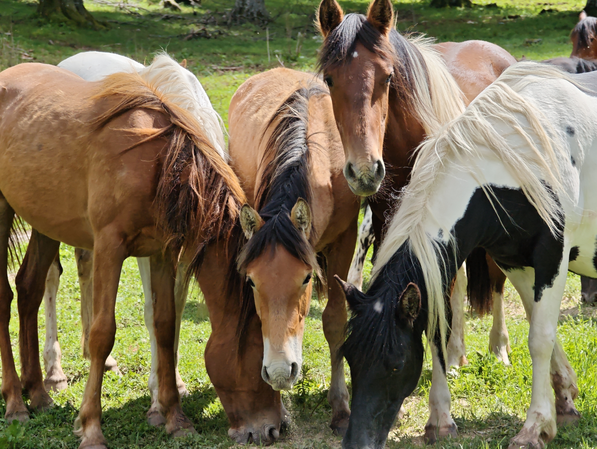 A group of five horses is gathered closely together in a grassy area, presumably grazing. The horses are of varying colors and patterns, including chestnut brown, black and white, and white. The horses are standing in a field of green grass. The background is slightly blurred, showing trees. The location is assumed to be near Milanovo, Bulgaria, based on the original image description.
