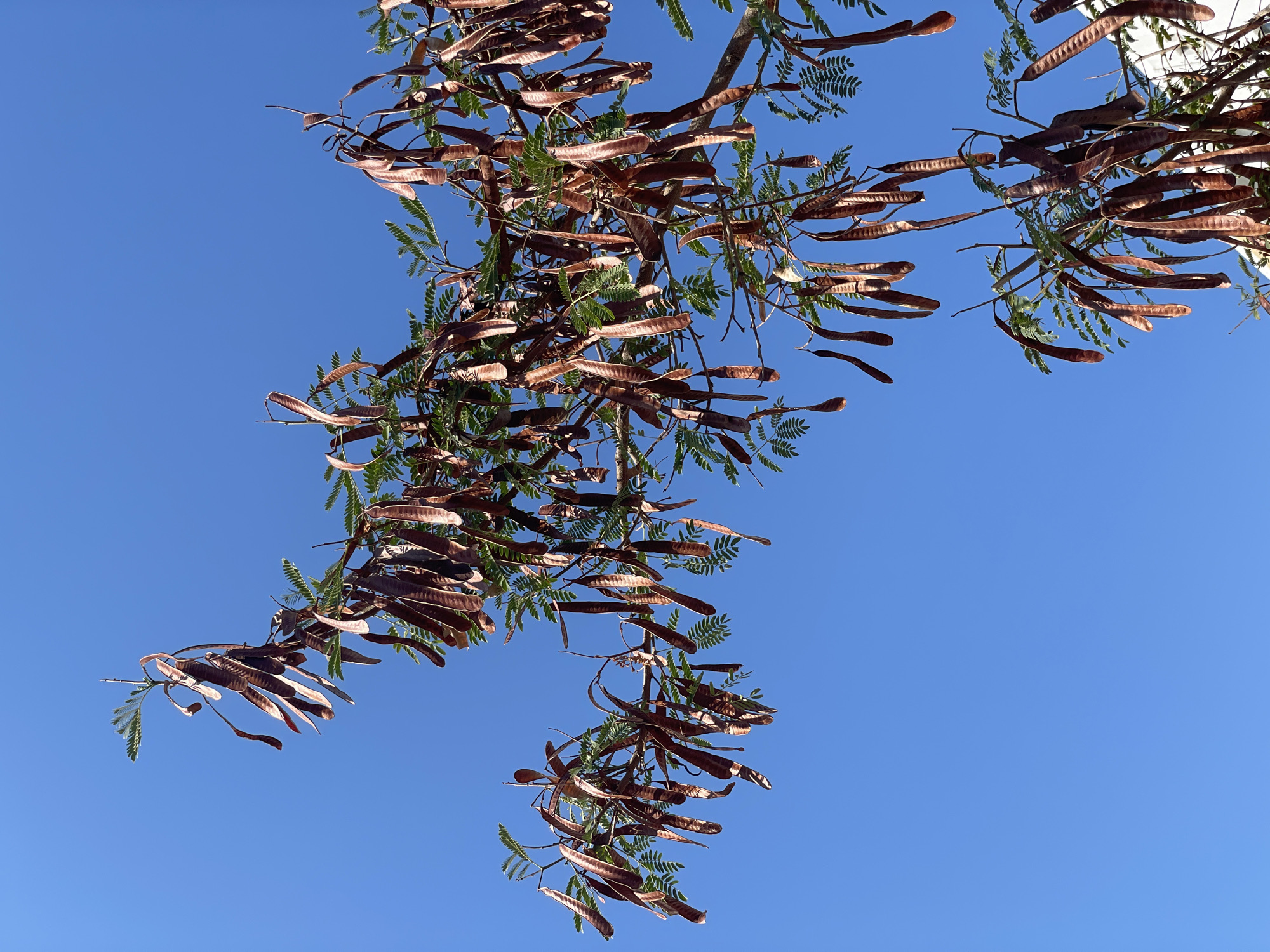A low-angle medium shot captures a clear blue sky above a tree branch laden with numerous dried, brown seed pods. The pods are elongated and slender, with some appearing to split open. The feathery green leaves of the tree are visible amongst the pods. The scene is set outdoors with no people or specific urban features of Trikomo, Northern Cyprus / Cyprus, immediately apparent, though the presence of a building's white facade is subtly visible at the bottom right edge. The lighting suggests it is daytime with a clear sky.