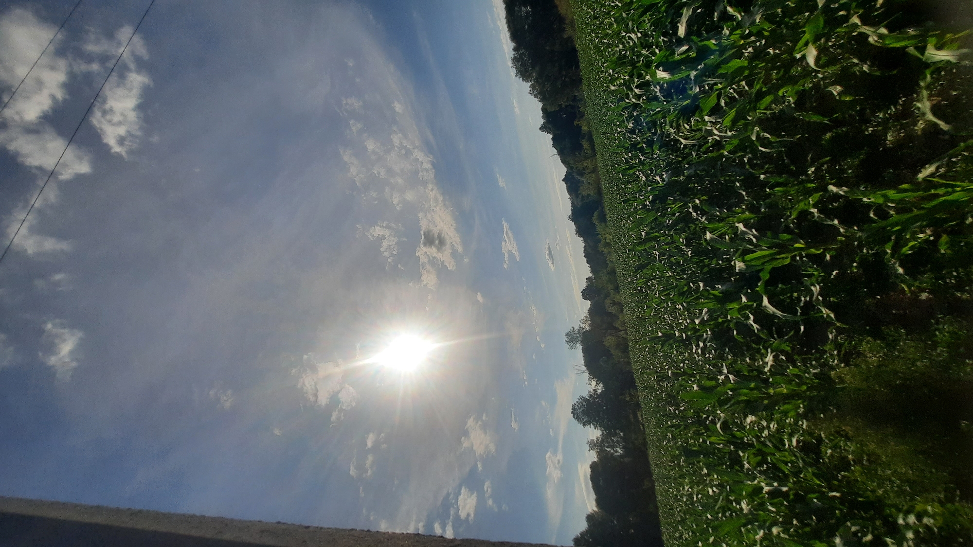 The image depicts a vast, green cornfield stretching towards a treeline under a bright, sunlit sky. The sun, a dominant feature, is positioned in the upper left quadrant, emitting strong rays and casting lens flares. Wispy clouds are scattered across the blue sky. A dark, vertical element, possibly a pole or fence, is visible on the far left edge of the frame. The corn stalks are tall and lush, indicating a healthy crop. The horizon line is low, emphasizing the expanse of the field and sky. There are no people or animals visible in the scene. The environment appears to be rural, likely agricultural.