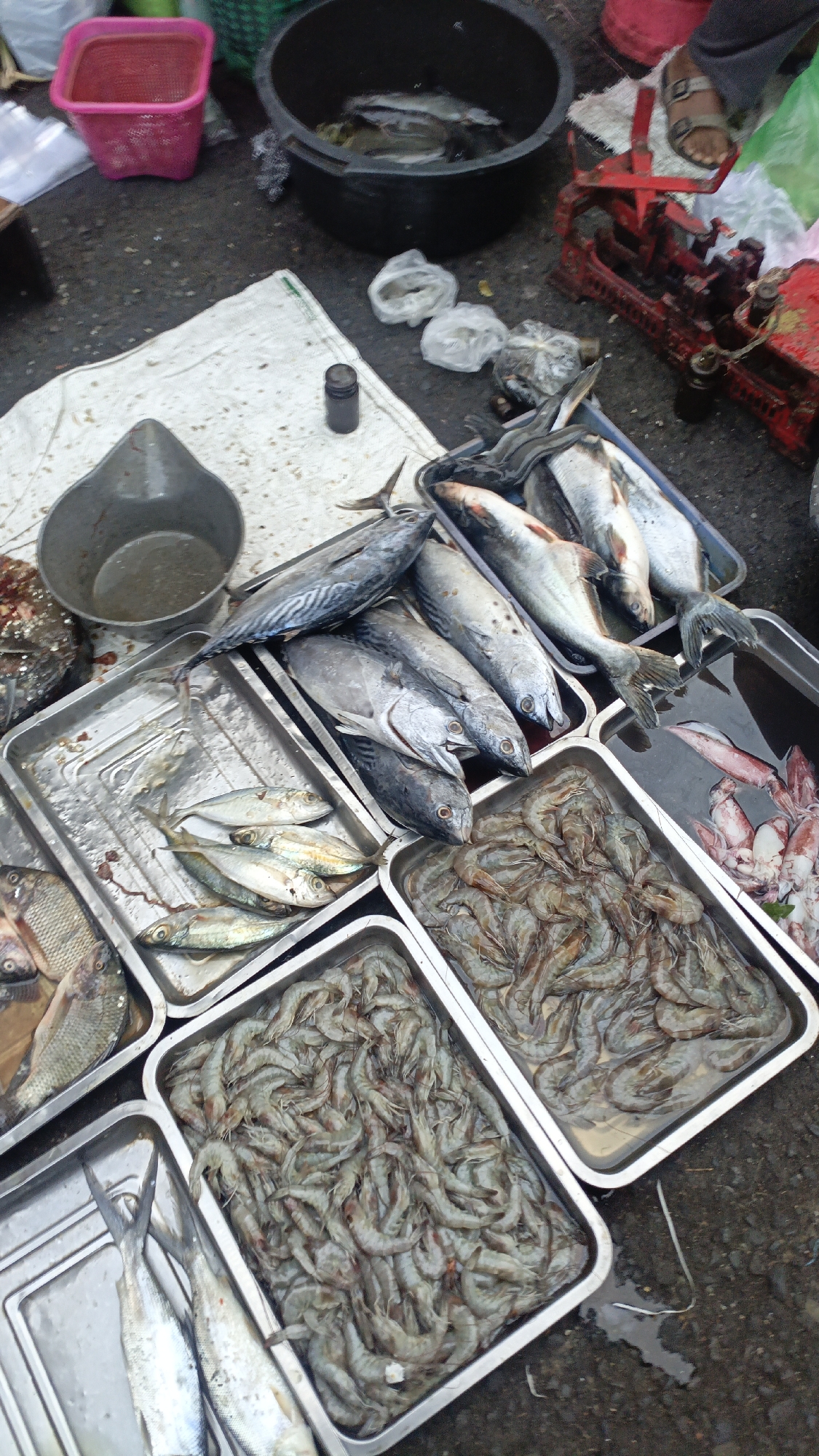 The image depicts an outdoor market scene in Salatiga, Indonesia, likely a fish market. In the foreground, several large metal trays are filled with a substantial quantity of fresh seafood. Two trays are overflowing with small, light-colored shrimp. Another tray contains larger fish, with their silver scales and distinct fin shapes visible. To the left, a smaller tray holds several smaller, silvery fish, some with visible gills. Behind these trays, a dark grey metal scoop or bowl rests on a white cloth. Further back, a large black basin contains more fish submerged in water. To the right of the basin, a red antique-style scale is prominent. A person's foot, wearing a sandal, is visible in the upper right corner of the image. The ground appears to be asphalt or concrete, with some wet patches and debris. Various plastic containers, including a pink one, are scattered around the market area. The overall impression is a busy, functional marketplace focused on the sale of fresh seafood.