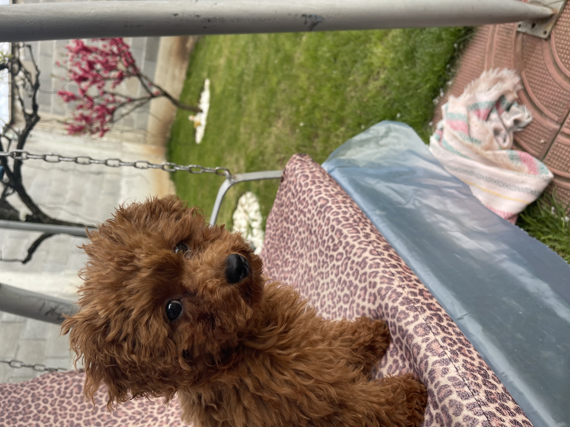 A small brown poodle lies on a leopard print cushion with a blue plastic cover in what appears to be an outdoor setting. A metal swing frame is visible above the dog. The background includes a green lawn, a flowering tree with pink blossoms, a white cloth item on the ground, and a patterned tile surface. The location is likely a residential area in Sofia, Bulgaria, based on the architectural details and typical garden elements. There are no people visible.