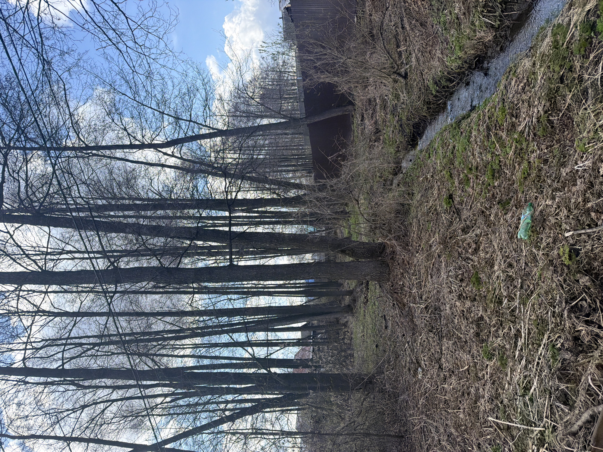 The image shows a wooded area in Chaikovsky, Russia. A narrow stream flows along the edge of the woods. Trees with bare branches line the left side of the image, and their trunks are visible. The ground is covered with dry vegetation and some moss. A discarded green plastic bottle lies on the ground near the stream. In the background, there is a building or structure visible through the trees. The sky is blue with some clouds. There is no evidence of people.