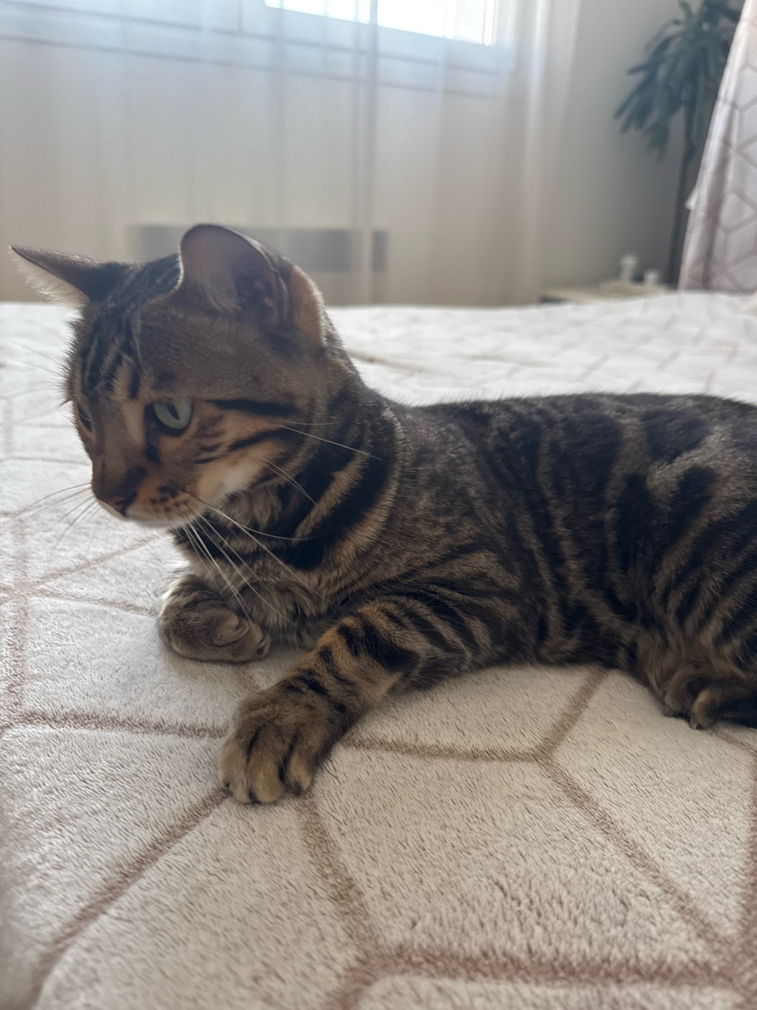 An adult, short-haired tabby cat with green eyes is lying on a beige, textured blanket with a geometric pattern. The cat is oriented to the left, with its head slightly lowered and looking downwards. The environment appears to be indoors, with soft, diffused light coming from a window with sheer curtains in the background. A houseplant is visible to the right. The overall scene is calm and domestic. There is no indication of the location being in Agios Tychona Community, Cyprus.