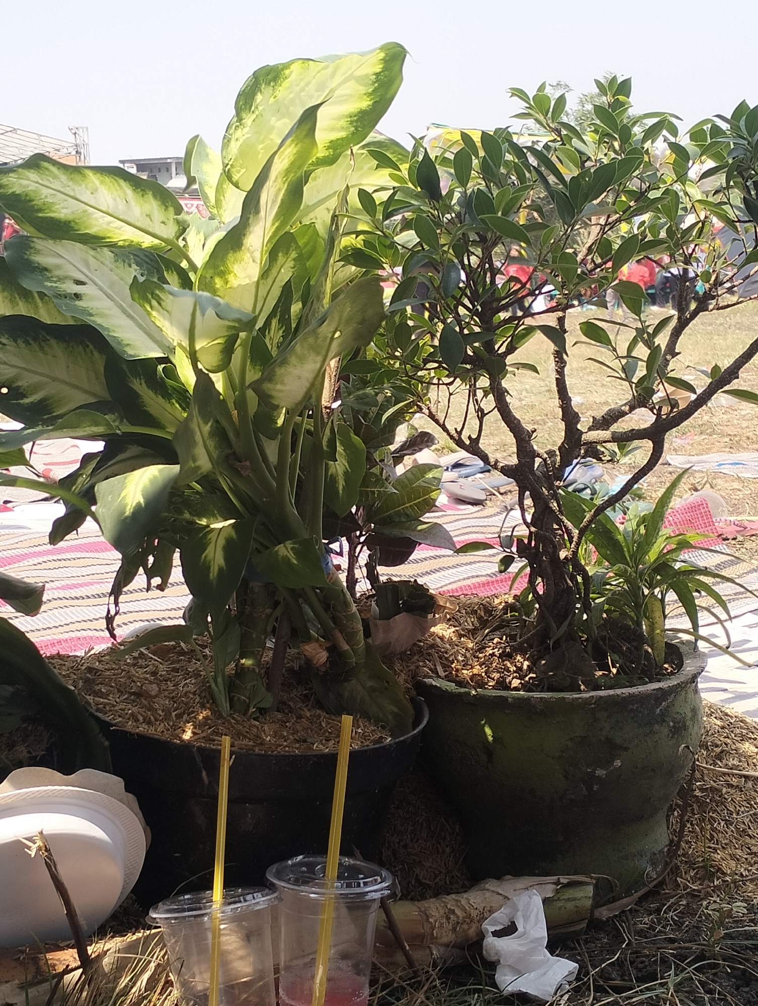 In Jetis, Indonesia, a scene unfolds outdoors on a sunny day. In the foreground, two clear plastic cups with yellow straws are visible, one containing a pink liquid. To the left of the cups, a white plastic object resembling a lid or bowl rests on the ground. Behind these objects, two potted plants dominate the view. The larger plant on the left features broad, variegated green and white leaves. To its right, a smaller plant with dark, gnarled branches and numerous small green leaves is planted in a weathered, green pot. The pots are filled with mulch. In the background, a striped mat is partially visible, along with scattered dry plant matter. Further in the distance, out-of-focus figures and what appear to be buildings can be discerned, suggesting a populated area or event. The lighting indicates it is daytime, likely morning or afternoon.