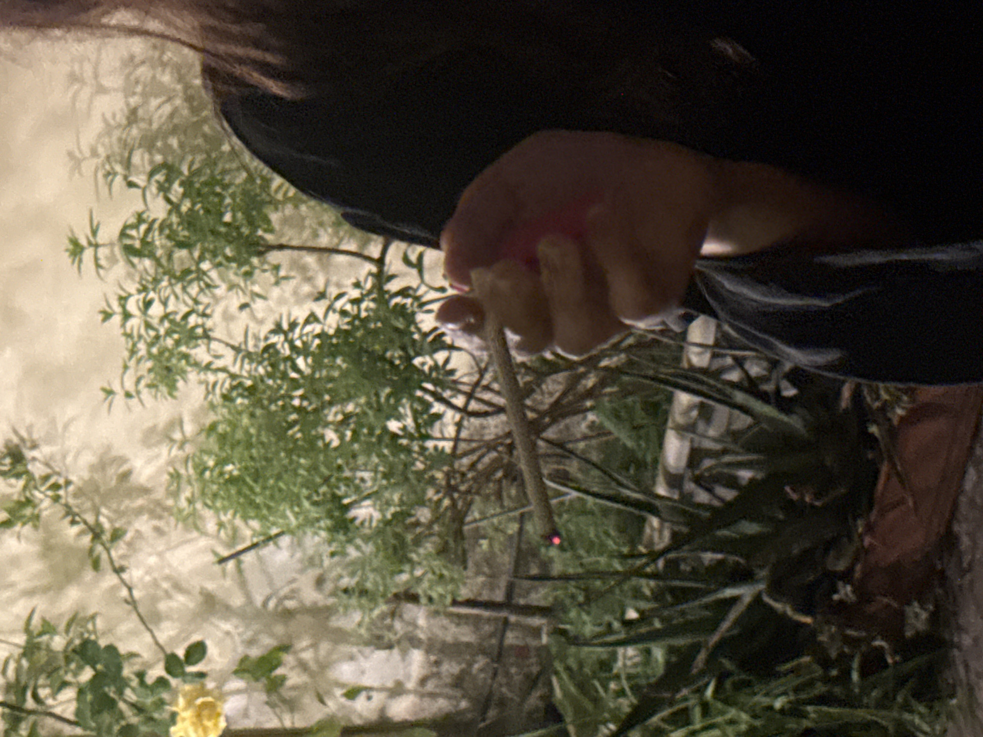 The image, presented rotated 90 degrees clockwise, captures a close-up of a person's hand holding a lit cigarette or joint in an outdoor setting, likely in Milan, Italy. The visible portion of the subject, clad in dark attire, includes their upper arm, shoulder, and right hand, located towards the center and right of the frame. The hand holds a slender, smoldering cigarette or joint, distinguished by its bright red ember. A small, reddish-pink object, possibly a lighter, is also clutched by the thumb.
The background features lush green foliage and plant life. A prominent light-colored wall, likely stucco or painted brick, appears in the upper-left (relative to the current orientation), exhibiting sharp shadows of leaves and branches, indicating an artificial light source. In the lower-left, a yellow rose is partially visible amidst other green leaves. Denser, darker vegetation and tree trunks fill the deeper background, suggesting a garden or patio environment. The ambient lighting, characterized by deep shadows and the bright ember, indicates the scene takes place at night or late evening. No text is visible in the image.