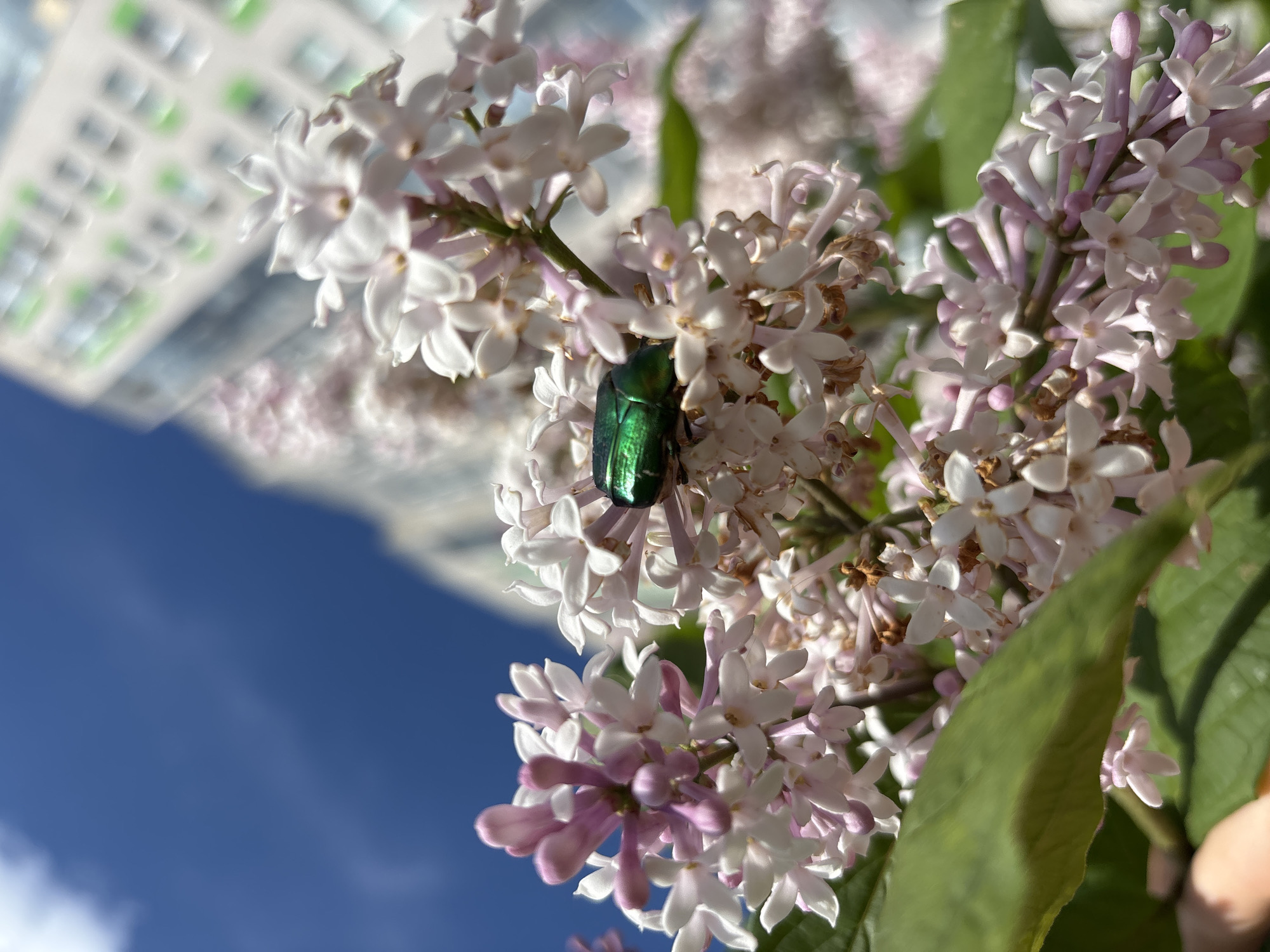 A close-up shot shows a green iridescent beetle perched on a cluster of lilac flowers, with a building and blue sky visible in the background. The flowers are mostly white with hints of pink and purple. The beetle is positioned in the center of the frame. The location is likely Izhevsk, Russia, as specified.