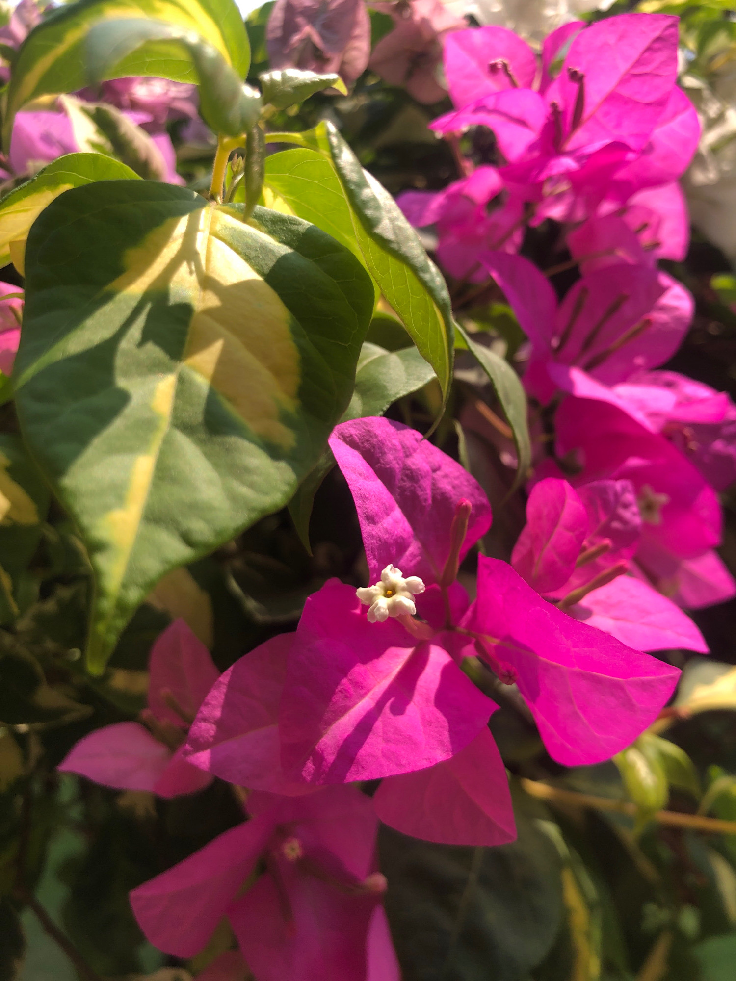 This is a close-up, eye-level shot of vibrant fuchsia bougainvillea flowers and variegated green and yellow leaves. The lighting suggests it is daytime, with sunlight casting shadows and highlighting the textures of the petals and leaves. The background is blurred, with hints of more flowers in shades of pink and white. The image focuses on the natural beauty of the plant, with a single tiny white flower in the center of one of the fuchsia bracts. There are no people or specific landmarks to indicate a location in Surabaya, Indonesia.
