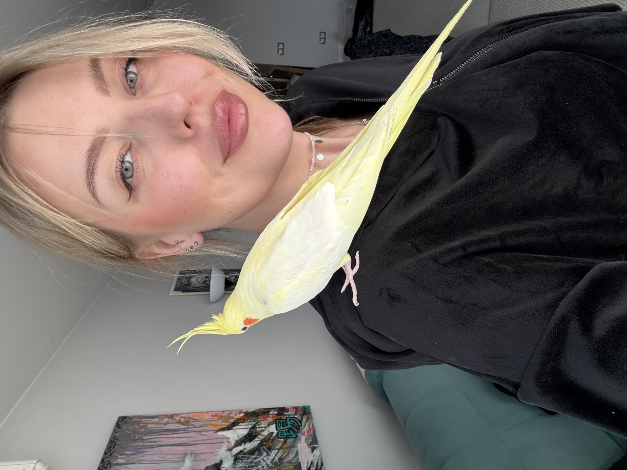 A young woman with blonde hair and a yellow cockatiel are the central subjects of this indoor portrait. The woman, who has fair skin, light-colored eyes, and delicate facial features, looks directly at the viewer with a soft, engaging expression. Her light blonde hair is parted on the side and frames her face. She wears subtle makeup, including blush and a soft rose-tinted lip color, and has defined eyebrows and black eyeliner. Multiple small silver stud earrings adorn her left earlobe, and a delicate silver necklace with small disc charms is visible around her neck. She is dressed in a black, possibly velvet, zippered hoodie.
Perched comfortably on her right shoulder and chest is a pale yellow cockatiel. The bird has distinctive light yellow crest feathers and subtle orange patches on its cheeks. Its small pink feet are visible gripping the fabric of her hoodie, suggesting a close and tame relationship between the pet and its owner.
The setting appears to be a casual indoor environment, likely a home. The background consists primarily of a plain, light-colored (off-white or light gray) wall. In the lower left quadrant, a vibrant, abstract painting with elements of pink, orange, and blue hues is partially visible on the wall. A dark piece of furniture, possibly a sofa or bed, with a teal-colored cushion, is partially seen in the lower right. The lighting is soft and even, indicating daytime. There is no discernible text visible in the image. While no specific architectural or cultural elements in the image directly indicate the location, this domestic scene is consistent with a home environment in Krasnoyarsk, Russia, as provided in the context.
