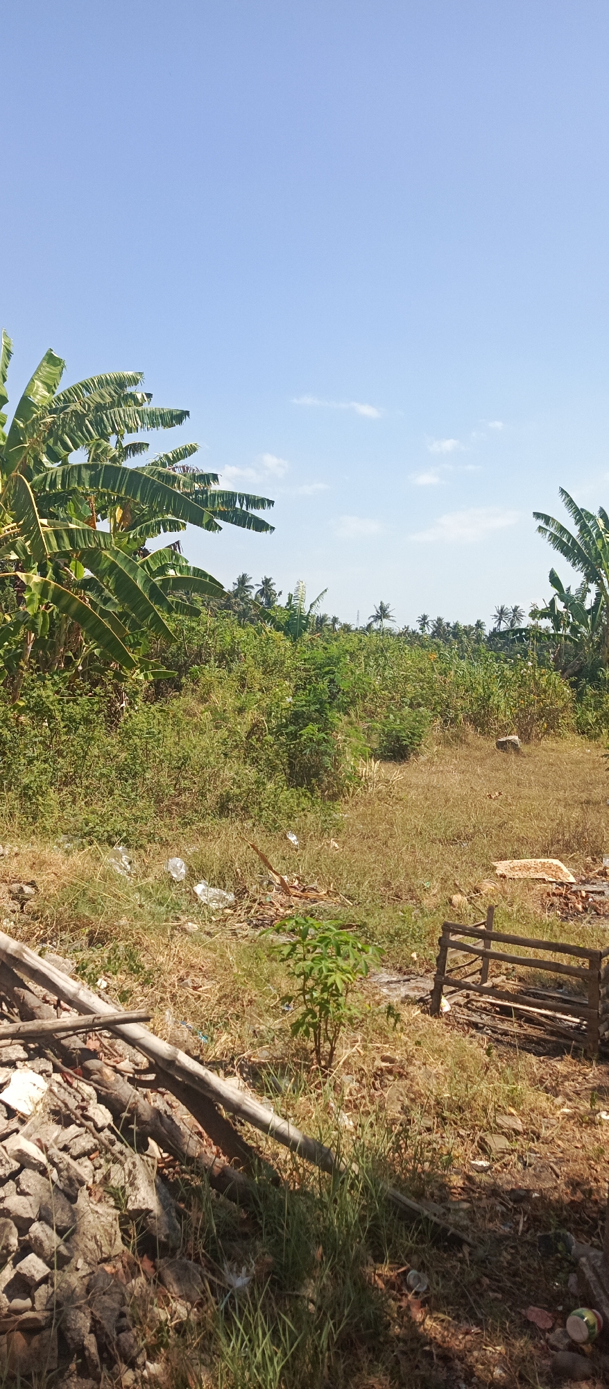 This is an outdoor, medium-shot, vertical image of a vacant lot in Arjasa, Indonesia, bathed in daylight. The sky is a clear, pale blue, with a few wispy white clouds scattered across it. In the foreground, on the left, a pile of rubble and broken wood pieces is visible, with dry grass and weeds growing around it. A large, weathered log lies diagonally across the frame, casting a shadow.
The middle ground is filled with an overgrown area of dry grass, small green plants, and scattered white plastic debris. A makeshift wooden structure, resembling a small fence or enclosure, stands on the right side of the middle ground. In the background, a dense line of green vegetation, including banana trees with their large, drooping leaves on the left and right edges, stretches across the horizon. Beyond the vegetation, a few palm trees and utility poles are visible, suggesting a rural or semi-rural setting within Arjasa. The overall impression is of an undeveloped or neglected outdoor space.
