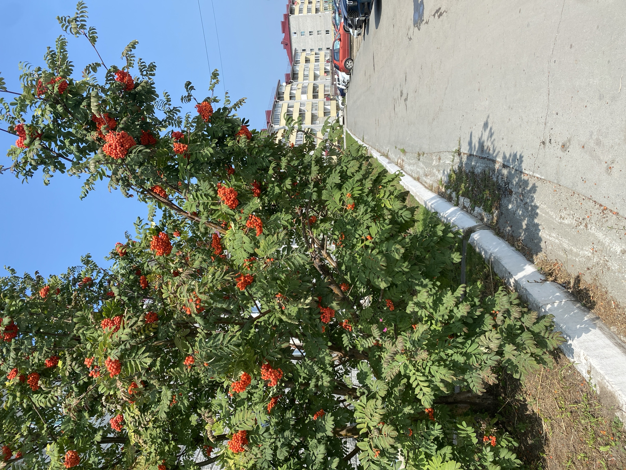 In Oktyabrskiy, Russia, a mature rowan tree laden with ripe, bright orange berries stands on the left side of a paved walkway. The tree's branches are full of vibrant green leaves and clusters of berries. To the right of the walkway, a row of parked cars is visible, including a red SUV and several other vehicles. Beyond the cars, apartment buildings with light-colored facades and red roofs line the street. The sky above is clear and blue. The scene captures a typical urban environment with natural elements.