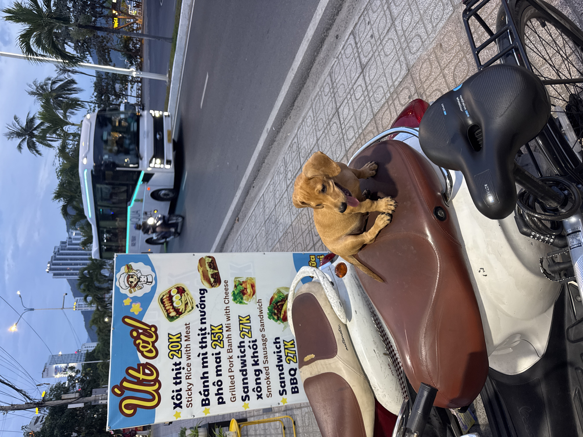 A brown puppy sits on the seat of a parked scooter, facing right. The puppy is a Dachshund mix with short legs and floppy ears. Its tongue is hanging out. The scooter is parked on a sidewalk in front of a menu board. The menu board lists several food items with prices in Vietnamese Dong. In the background, a white bus drives down a street lined with palm trees. The sky is overcast, and the sun is setting. Buildings and mountains are visible in the distance. The location is Bac Nha Trang Ward, Vietnam.