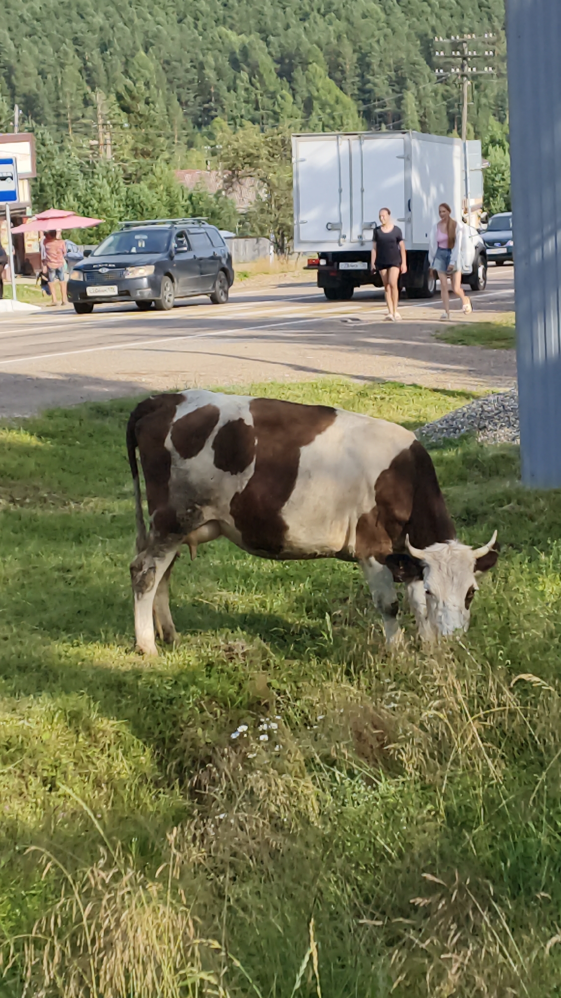 In Burdakovka, Russia, a brown and white cow grazes in a grassy area beside a road. In the background, a white truck is parked on the side of the road, and two young women are walking near it. A dark-colored SUV is also visible on the road, and a person in a red shirt stands near a pink umbrella on the sidewalk. The scene is set against a backdrop of a dense, green forest and a blue sky.