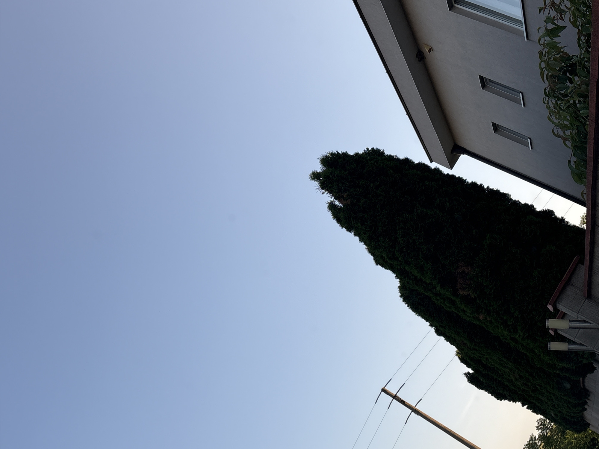 This image depicts a low-angle exterior scene in Bozhichen, Bulgaria, under a clear, pale blue daytime sky. The upper two-thirds of the frame consist solely of the unobstructed sky. A tall, wooden utility pole with two horizontal cross-arms and multiple power lines extends upwards from the bottom-left corner. A dense, dark green hedge comprised of columnar coniferous trees, possibly cypress or thuja, runs diagonally from the lower-left to the upper-right, appearing largely silhouetted against the sky. To the right of the trees, the upper section of a modern building with a light gray facade and a flat roofline is visible. This building features a dark gutter system and at least three rectangular windows with white frames; two smaller ones are centrally located, and a larger one is partially visible on the far right. Sparse green foliage is present in the immediate foreground, just below the visible portion of the building. No individuals or animals are present, and no specific actions are occurring within the frame.