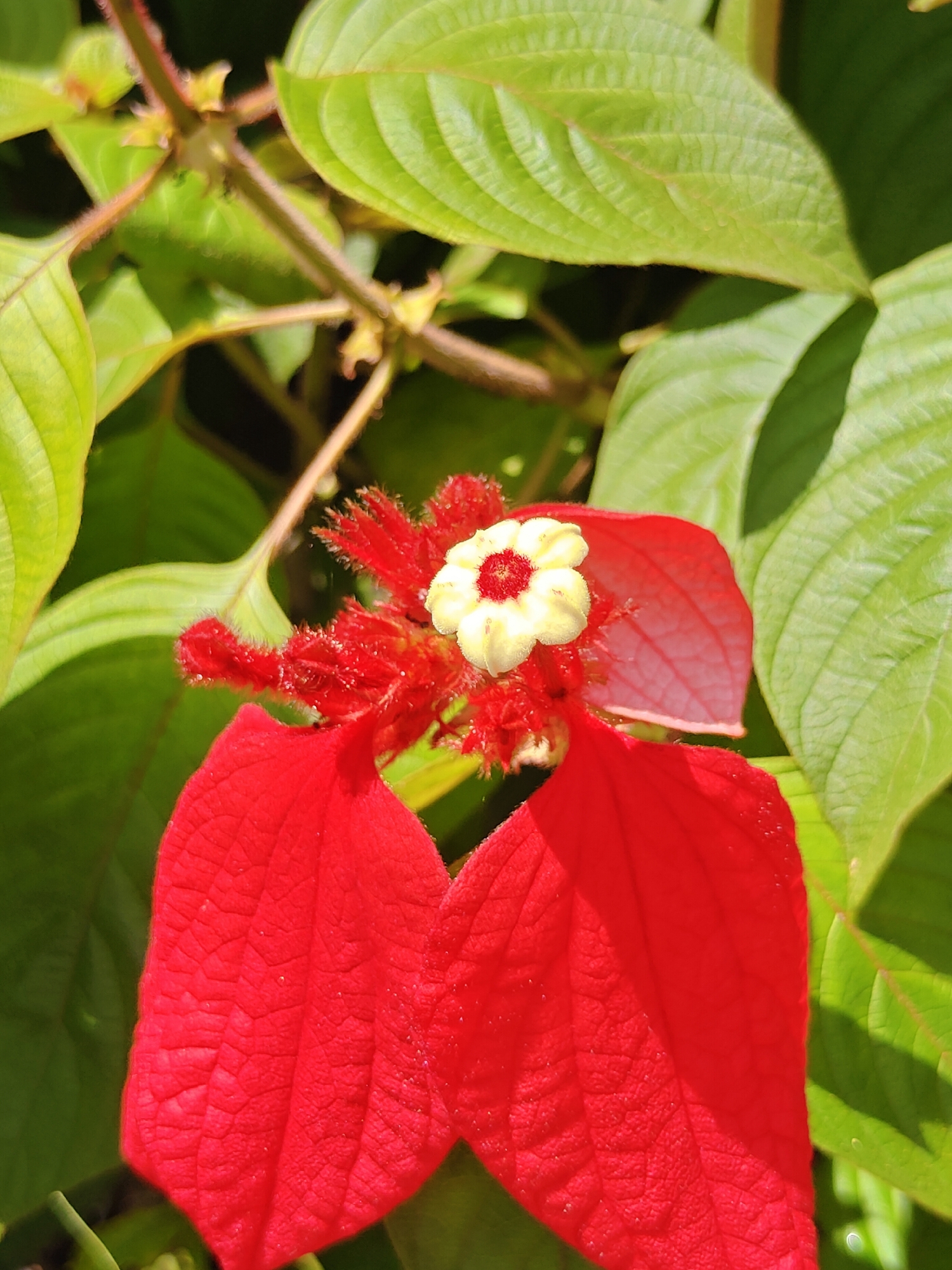 A close-up, high-angle shot captures a vibrant red Mussaenda flower blooming amidst lush green foliage. The flower's large, red bracts are prominently displayed, with a smaller, intricate bloom at its center. The bloom features delicate yellow petals surrounding a bright red pistil. The surrounding leaves are broad and textured, with visible veins, and are illuminated by natural light. The background consists of more greenery, with some elements slightly blurred due to the shallow depth of field. The scene is likely outdoors in a natural setting, possibly a garden or park in Pokhara, Nepal, given the presence of tropical flora. No people or animals are visible in the image.
