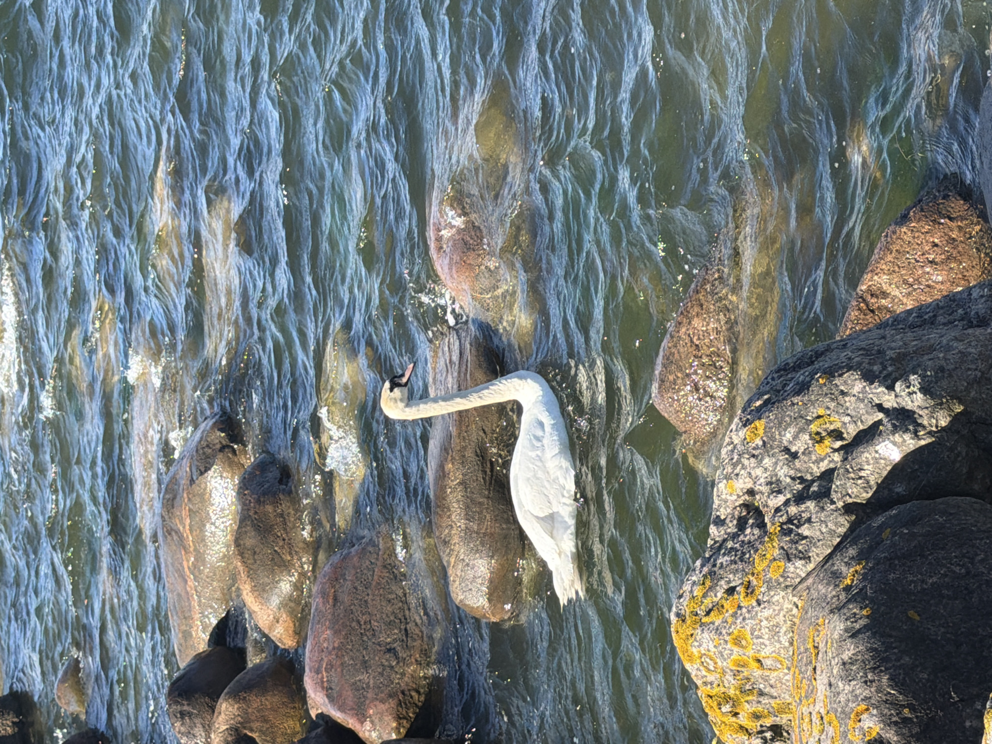 A swan swims in the sea near a rocky shore. The swan is white with an orange beak and is facing to the right of the frame. The water is a deep blue-green and appears choppy with small waves. Scattered throughout the water are numerous large, smooth rocks. The shore in the foreground is also rocky and appears to be covered in moss or lichen, with some of the rocks being a dark gray and others a reddish-brown. The sun is shining, creating a shimmer on the water and highlighting the textures of the rocks. The location is the coast of Viimsi, Estonia.