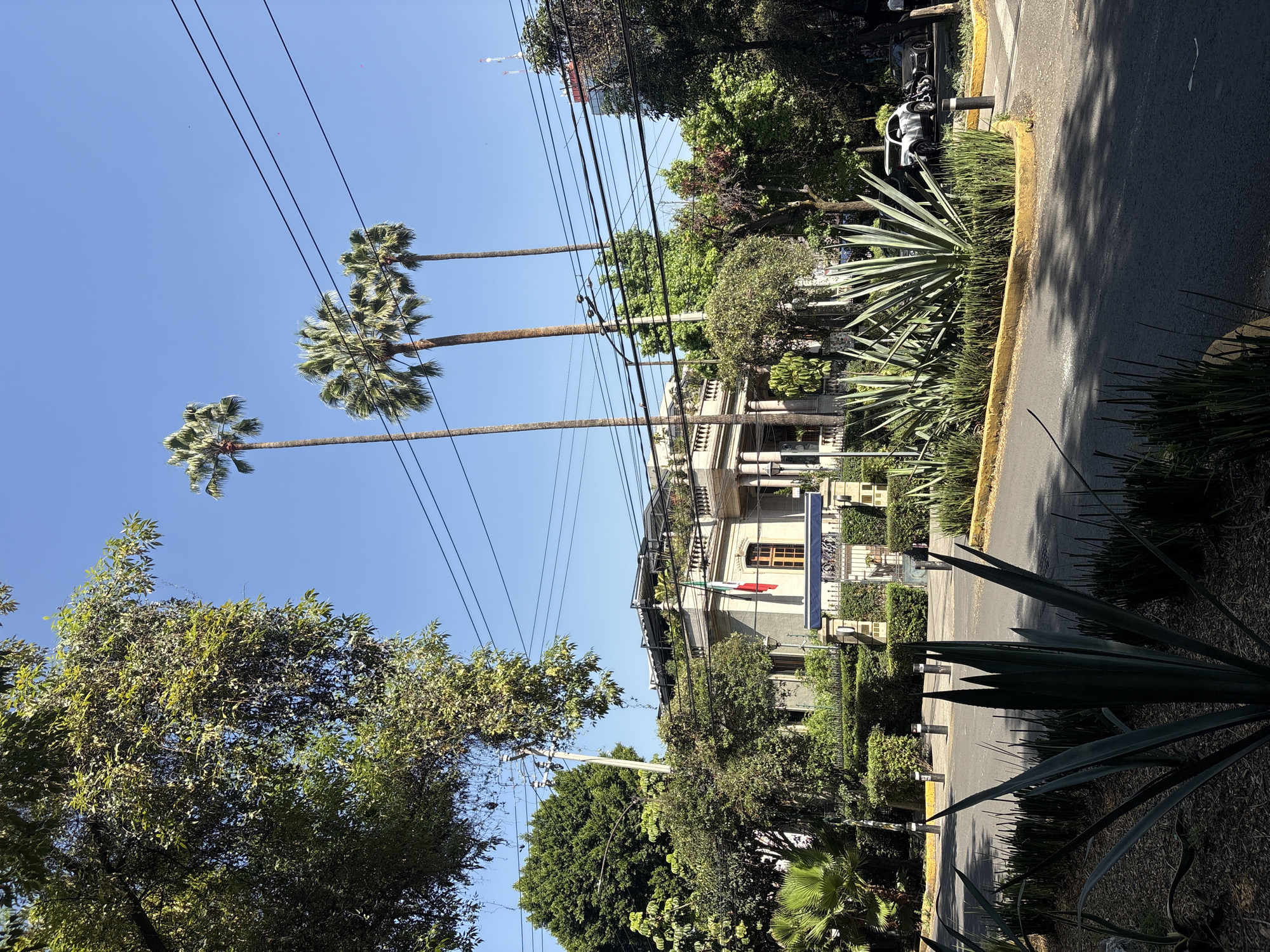 This image captures a vibrant, sunlit urban street scene in Mexico City. The perspective looks down a wide street or boulevard, flanked by lush greenery and architecture under a clear blue sky.
Dominating the left side of the frame are two tall palm trees with green fronds, reaching upwards against the azure sky. Several black power lines crisscross diagonally across the sky, running between the palm trees and towards the right side of the scene. In the background, a third, shorter palm tree is also visible.
On the right, a multi-story building with a light-colored facade, featuring columns, balconies, and windows, stands amidst dense foliage. A Mexican flag, displaying its green, white, and red vertical stripes, hangs prominently from this building, explicitly identifying the location. The street is bordered by a paved road, marked with a yellow curb, and a wide median or sidewalk area densely planted with various green trees, bushes, and several large agave plants with sharp, spiky leaves.
Bright sunlight illuminates the scene, casting distinct shadows on the road and vegetation, suggesting it is a clear day, likely late morning or early afternoon. A white car, possibly an SUV, and another darker vehicle are partially visible on the street in the upper right. Small bollards or posts are lined along the median. No people are visible, and no specific activities are taking place, portraying a tranquil moment in a well-maintained urban environment. No visible text is present in the image.