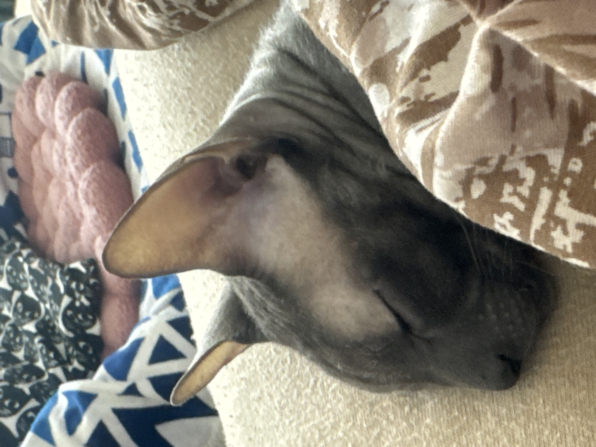 A close-up shot focuses on a grey cat sleeping. The cat's head rests on a light-colored, textured cushion or blanket. A patterned blanket in shades of brown and white is partially draped over the cat. To the left, there is a glimpse of another patterned fabric with a pink, ribbed element. The location is not discernible from this image.