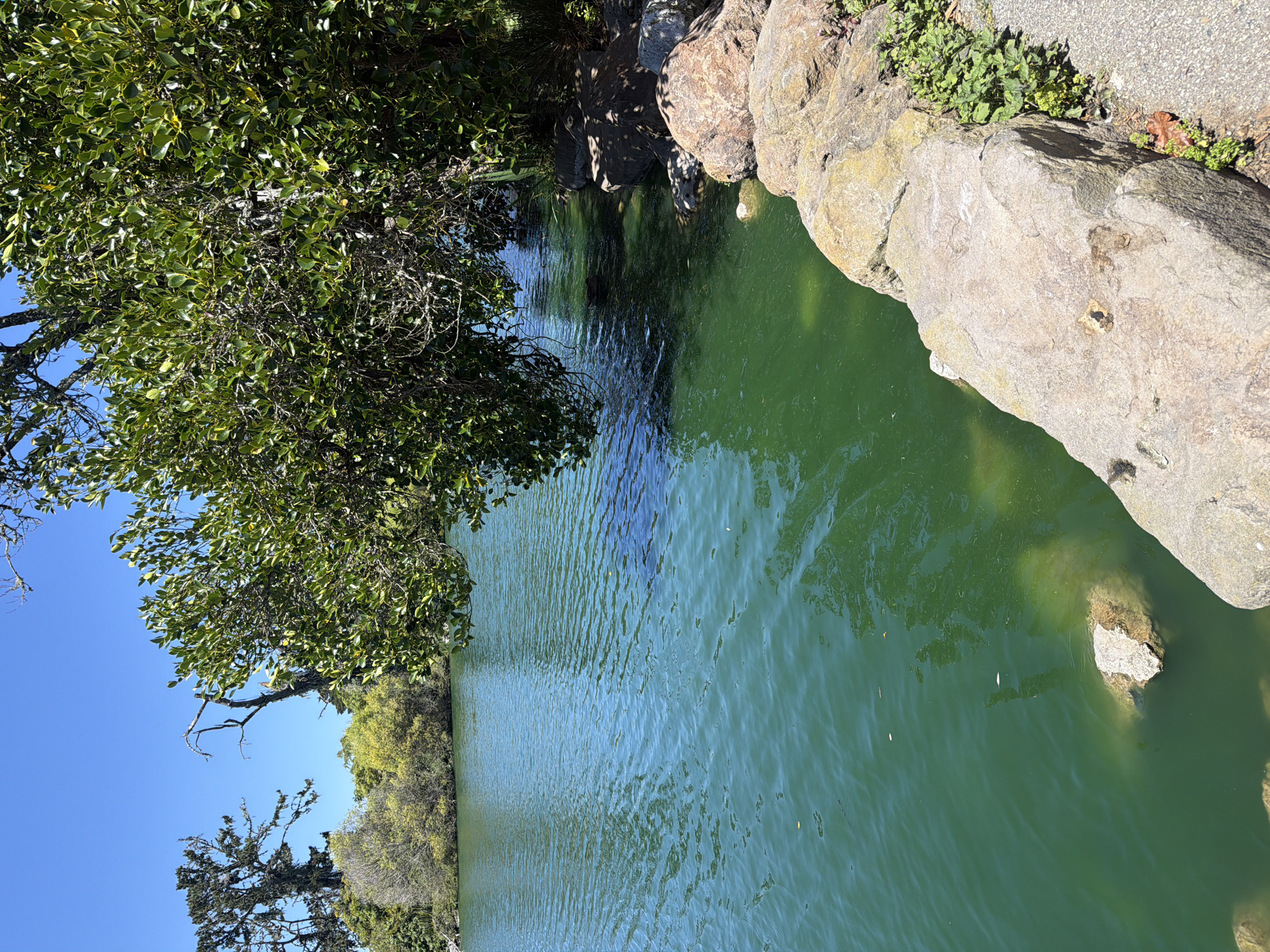 This is a photograph of a pond in Stow Lake, Golden Gate Park, San Francisco, California, United States of America. The pond water is a vibrant green, with small ripples on its surface. Several large rocks are visible along the edge of the pond, with some submerged in the water. Lush green trees overhang the water from the right side of the frame, casting shadows on the pond and rocks. In the background, more trees and vegetation are visible, and the sky is a clear, bright blue. There are no people or animals visible in the frame.