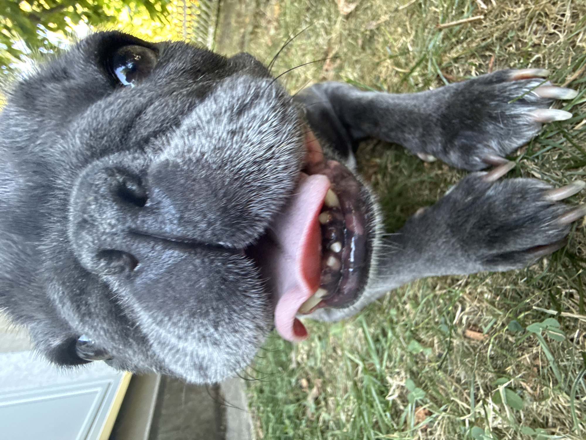 A close-up, low-angle shot shows the face of a grey French bulldog from its perspective looking up. The dog is outdoors on a lawn, with green grass and some fallen leaves visible. The dog's mouth is open, showing its pink tongue and teeth. Its eyes are dark and round, reflecting the sunlight. In the background, out of focus, there is a light-colored wall or structure on the left and green foliage and a fence on the right. The overall impression is of a playful and curious dog. This scene is not identifiable as being in the city of Bad Sachsa, Germany.