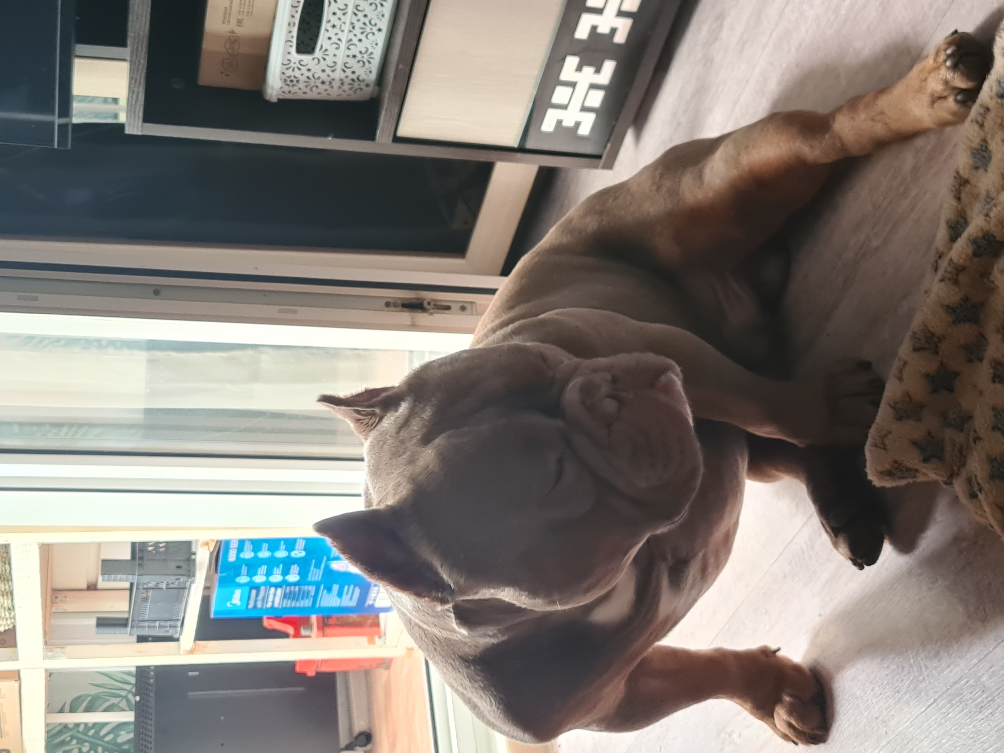 A brown bulldog with its head bowed and eyes closed is sitting on a light-colored wooden floor indoors. The dog is in the foreground, taking up most of the frame. To the left of the dog, a white shelf unit is visible with items on it, including a blue box with writing. To the right of the dog, a dark cabinet with shelving is present, featuring a white basket with a decorative pattern. The background appears to be a glass door or window, showing diffused light. A small, patterned blanket lies in front of the dog. The overall scene suggests an indoor domestic setting.