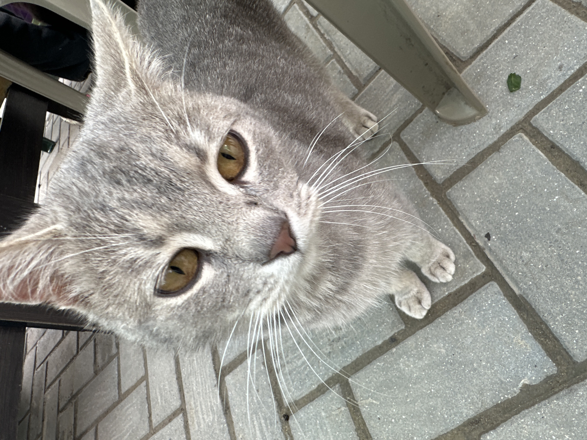 A short-haired domestic cat, exhibiting a light grey tabby pattern with subtle darker stripes, is the central subject. The cat possesses distinctive amber-gold eyes with vertical pupils, a pink nose, and long white whiskers. It is positioned on a textured surface of rectangular light grey paving stones, which are separated by dark grout lines. The cat faces forward, looking slightly upwards, with its front paws visible. In the background, dark wooden or metallic furniture legs are partially obscured. A prominent light grey metallic chair leg with a rounded base extends into the lower right of the frame. A single small green leaf rests on the paving stones near the chair leg. The scene is located in Unknown, Unknown.