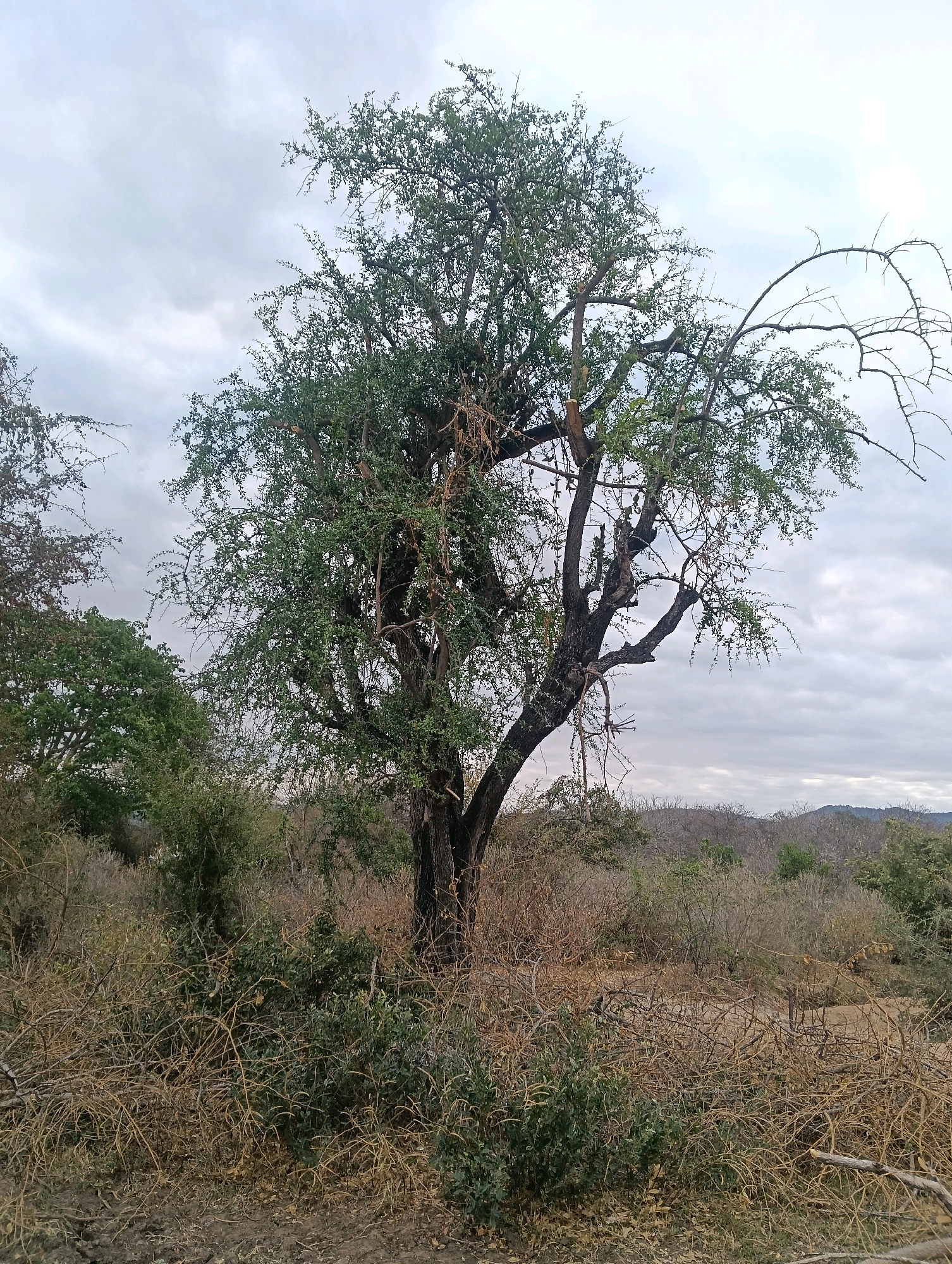 A medium shot captures a thorny acacia tree standing in a dry, scrubby landscape under an overcast sky. The tree's trunk is dark and gnarled, with several large branches extending outward. Its canopy is filled with small green leaves and some dried pods. Thorny branches, some bare and others with sparse foliage, dominate the foreground and the middle ground, creating a dense, tangled undergrowth. In the background, hills are visible, partially obscured by more vegetation. The overall scene suggests a dry season in a rural, possibly arid, environment within Mutitu/Kaliku Ward, Kenya.